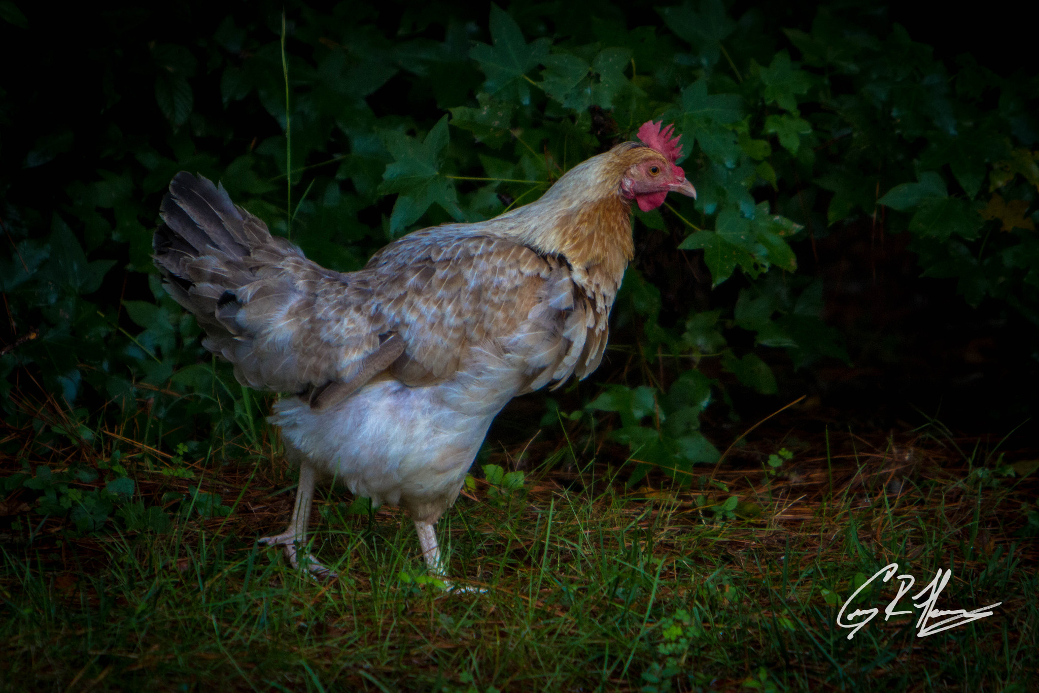 Canon EF 70-200mm F2.8L IS USM sample photo