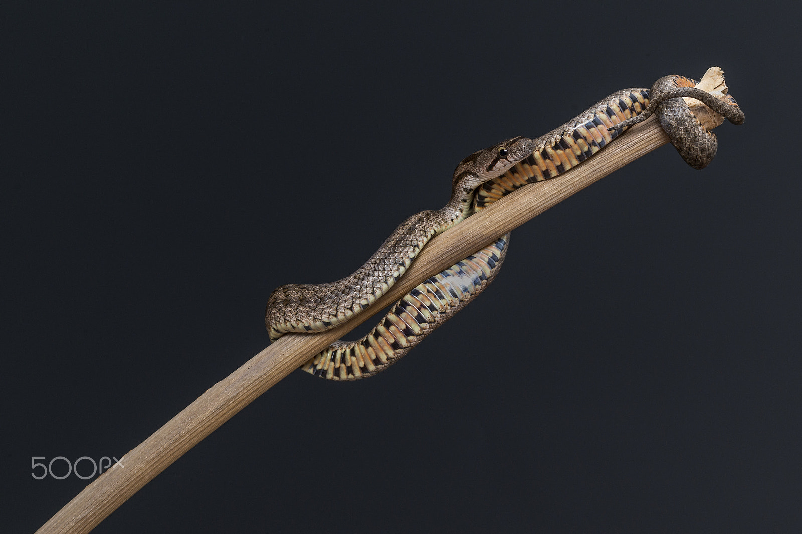 PC Micro-Nikkor 85mm f/2.8D sample photo. Snake resting photography