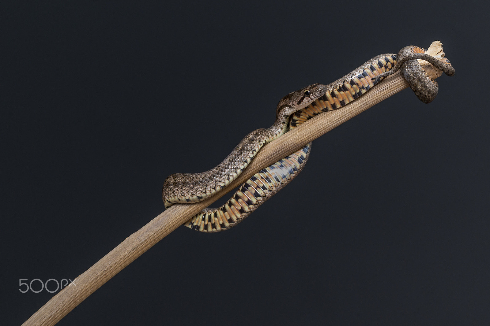 Nikon D800 + PC Micro-Nikkor 85mm f/2.8D sample photo. Snake resting photography