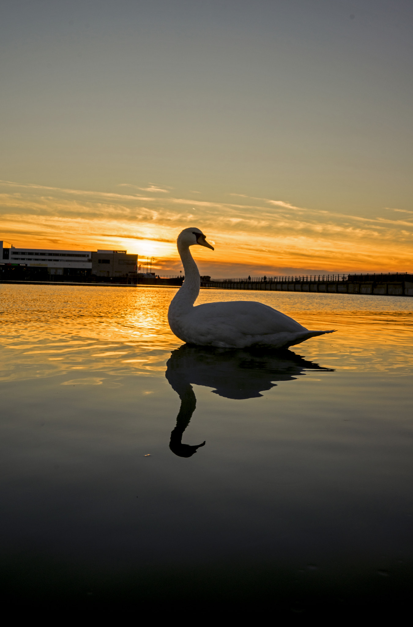 Sony a7R + Sony Distagon T* FE 35mm F1.4 ZA sample photo. Swan lake photography