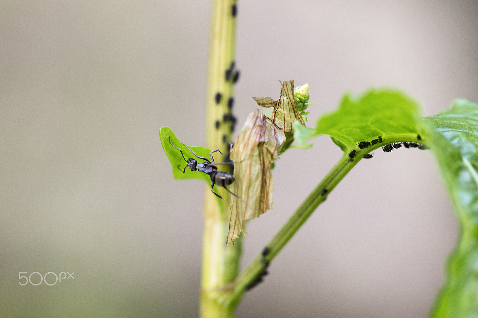 Canon EOS 600D (Rebel EOS T3i / EOS Kiss X5) sample photo. - - - - dinner photography