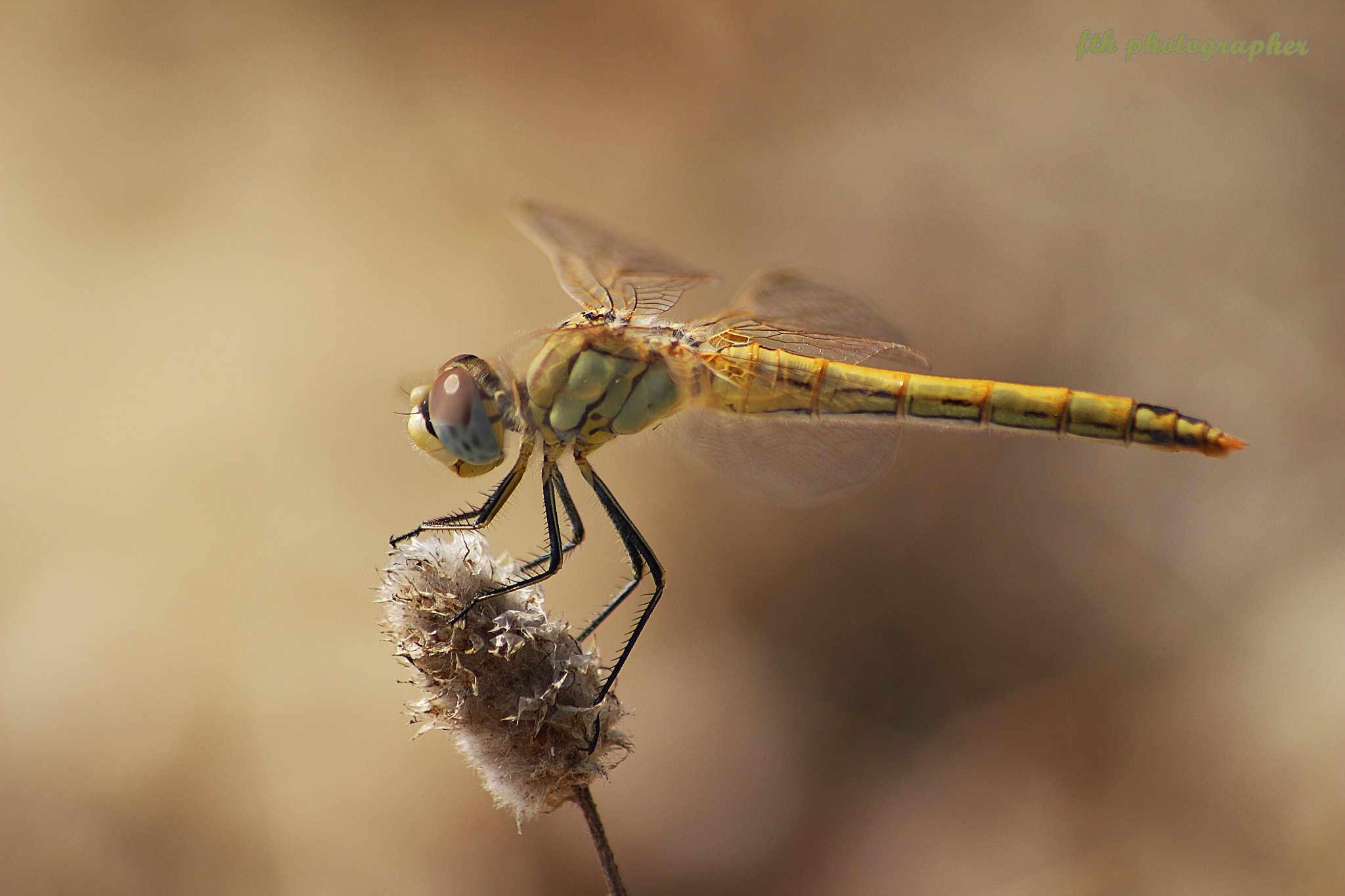 Canon EOS 100D (EOS Rebel SL1 / EOS Kiss X7) + Sigma 50-200mm F4-5.6 DC OS HSM sample photo. Dragonfly photography
