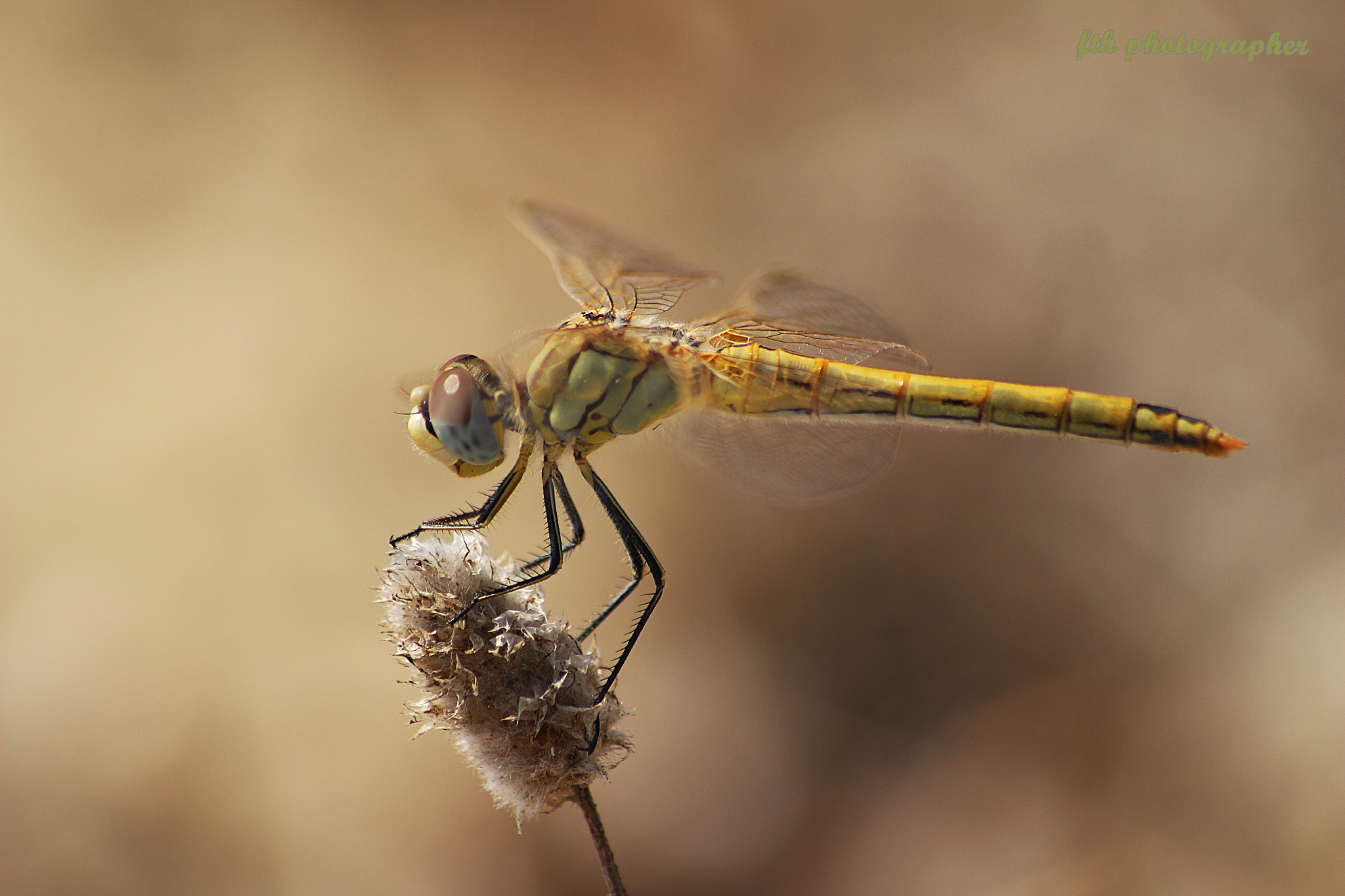 Canon EOS 100D (EOS Rebel SL1 / EOS Kiss X7) sample photo. Dragonfly photography