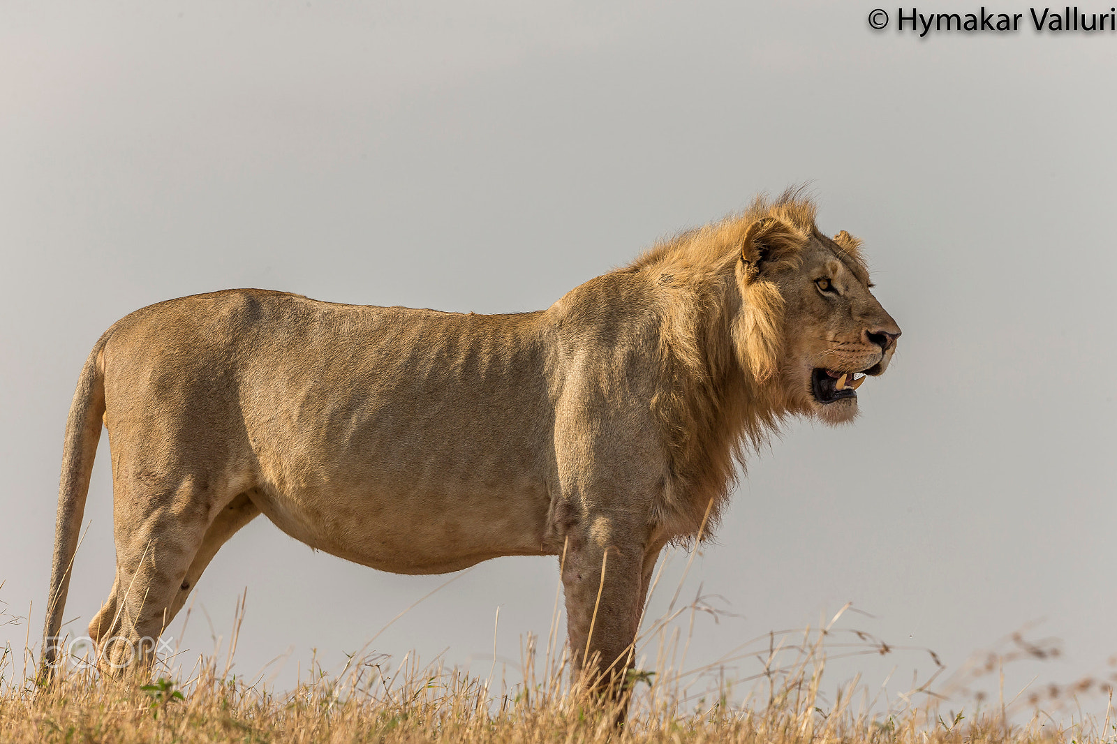 Canon EF 500mm F4L IS II USM sample photo. Lion photography