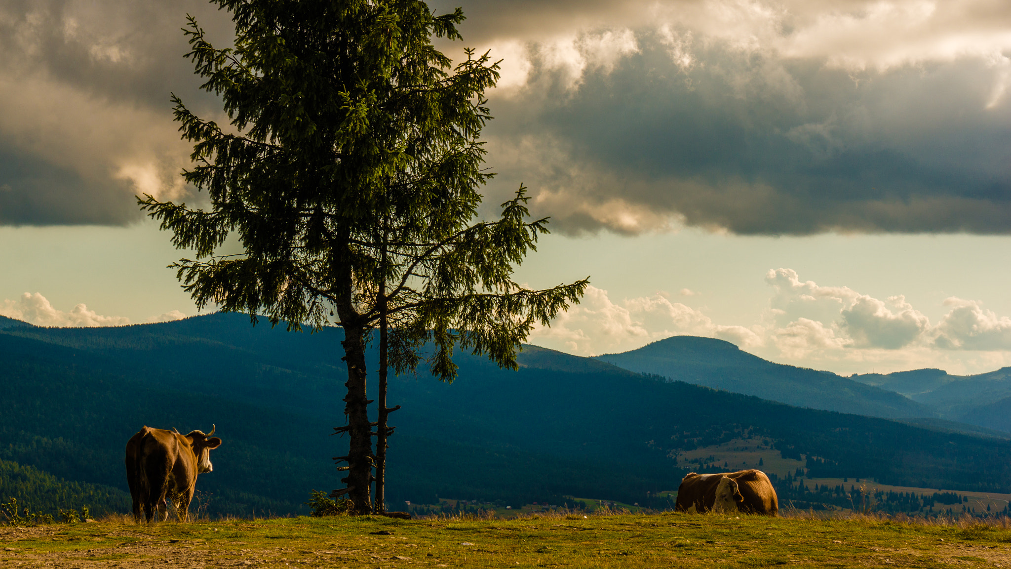 Sony Alpha NEX-5T + Sony E 55-210mm F4.5-6.3 OSS sample photo. Grazing at the sunset photography