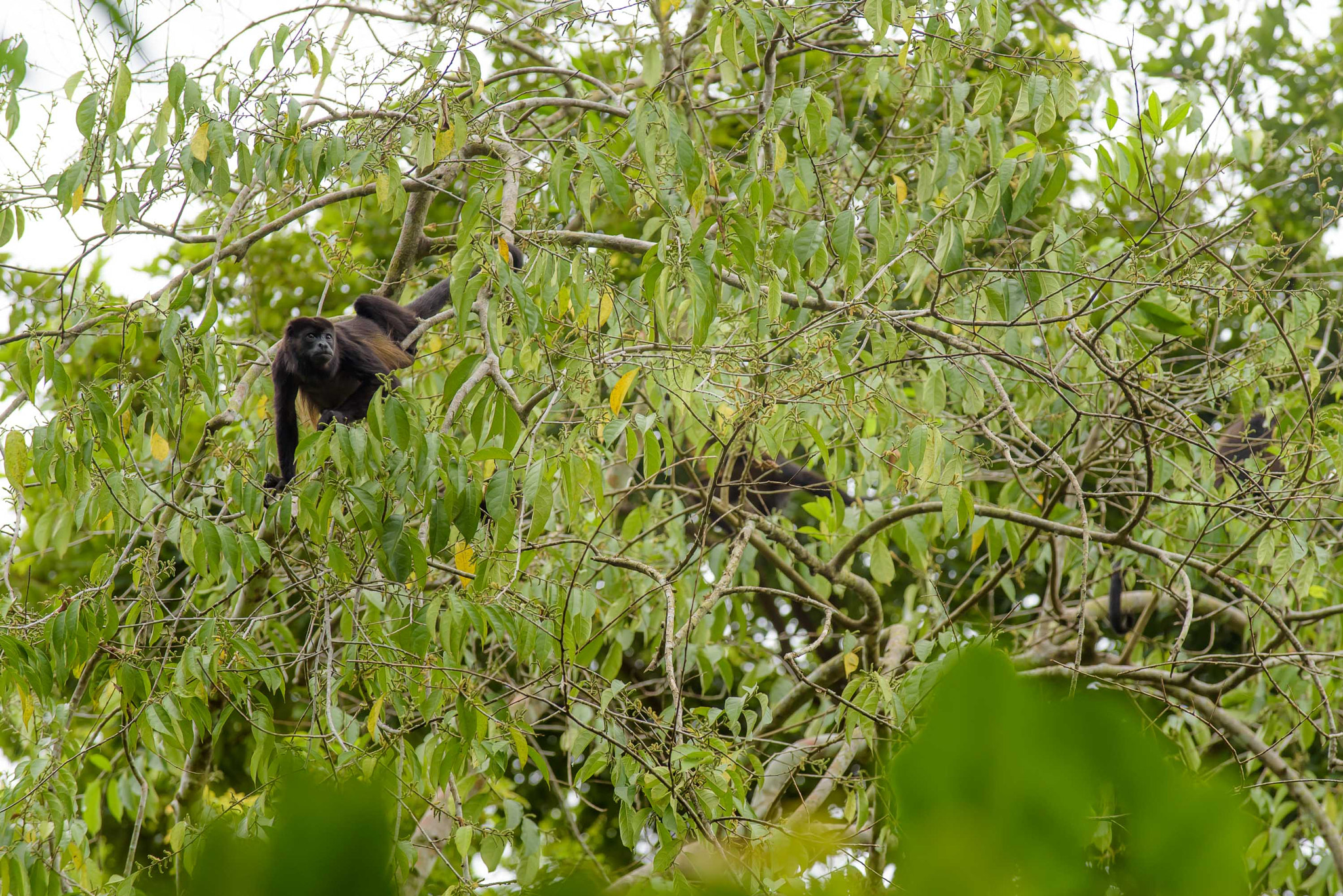 AF-S Zoom-Nikkor 80-200mm f/2.8D IF-ED sample photo. Monkeying around photography