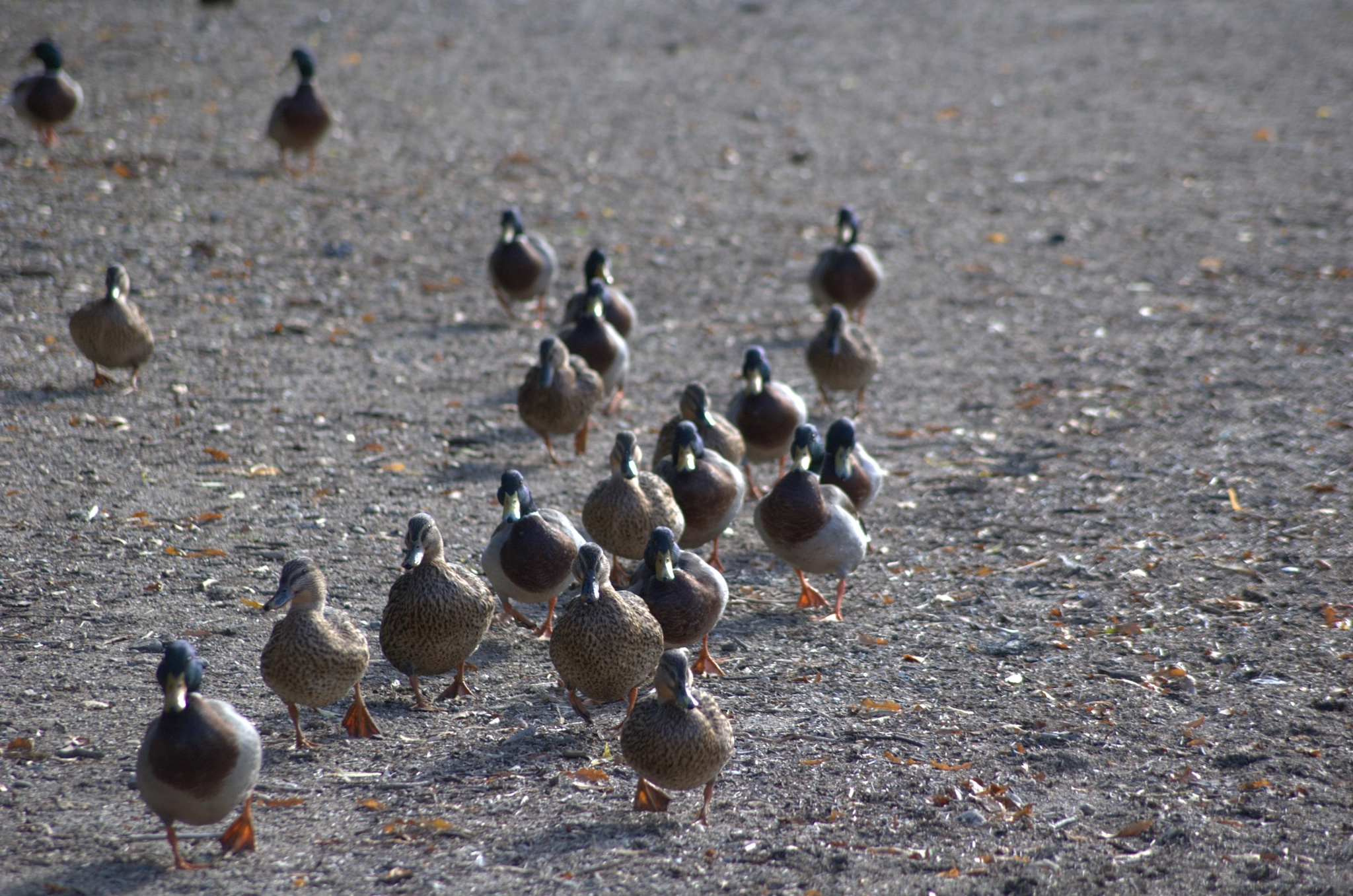 Nikon D70 sample photo. Ducks at kenmore in perthshire photography