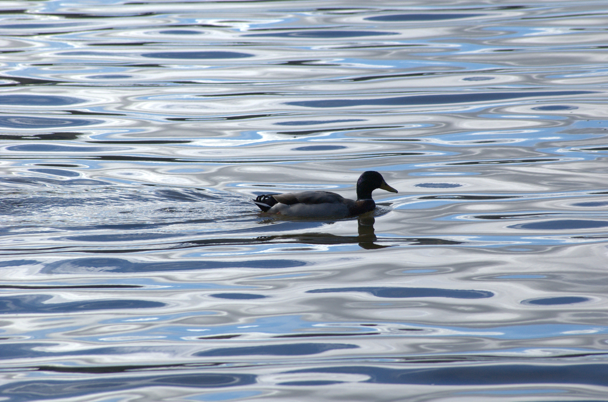 Nikon D70 sample photo. Duck swimming on loch tay, perthshire scotland photography