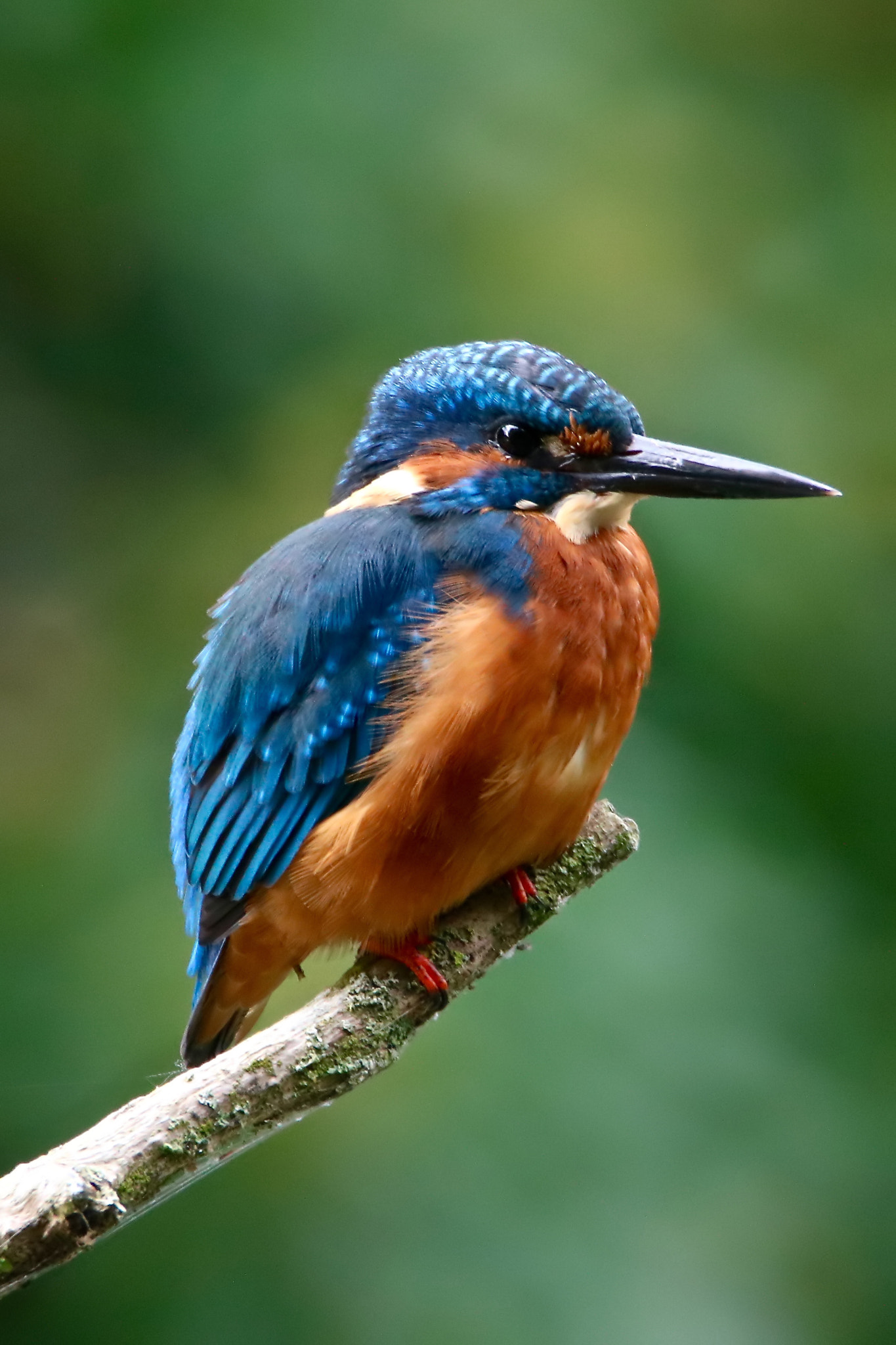 Tamron SP 150-600mm F5-6.3 Di VC USD sample photo. Kingfisher photography