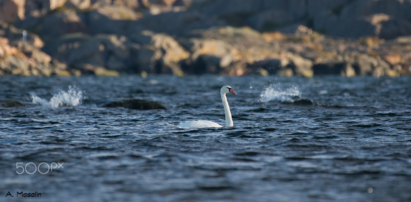 Nikon AF-S Nikkor 200-500mm F5.6E ED VR sample photo. Mute swan photography