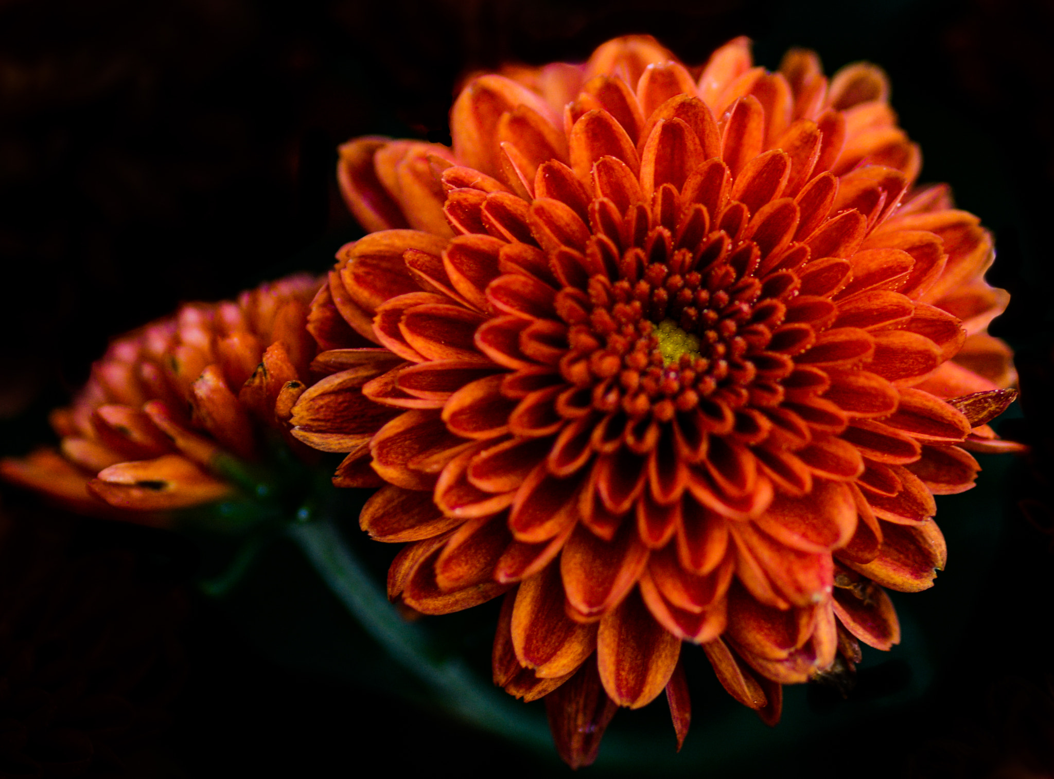 Nikon D7100 sample photo. Orange of autumn photography