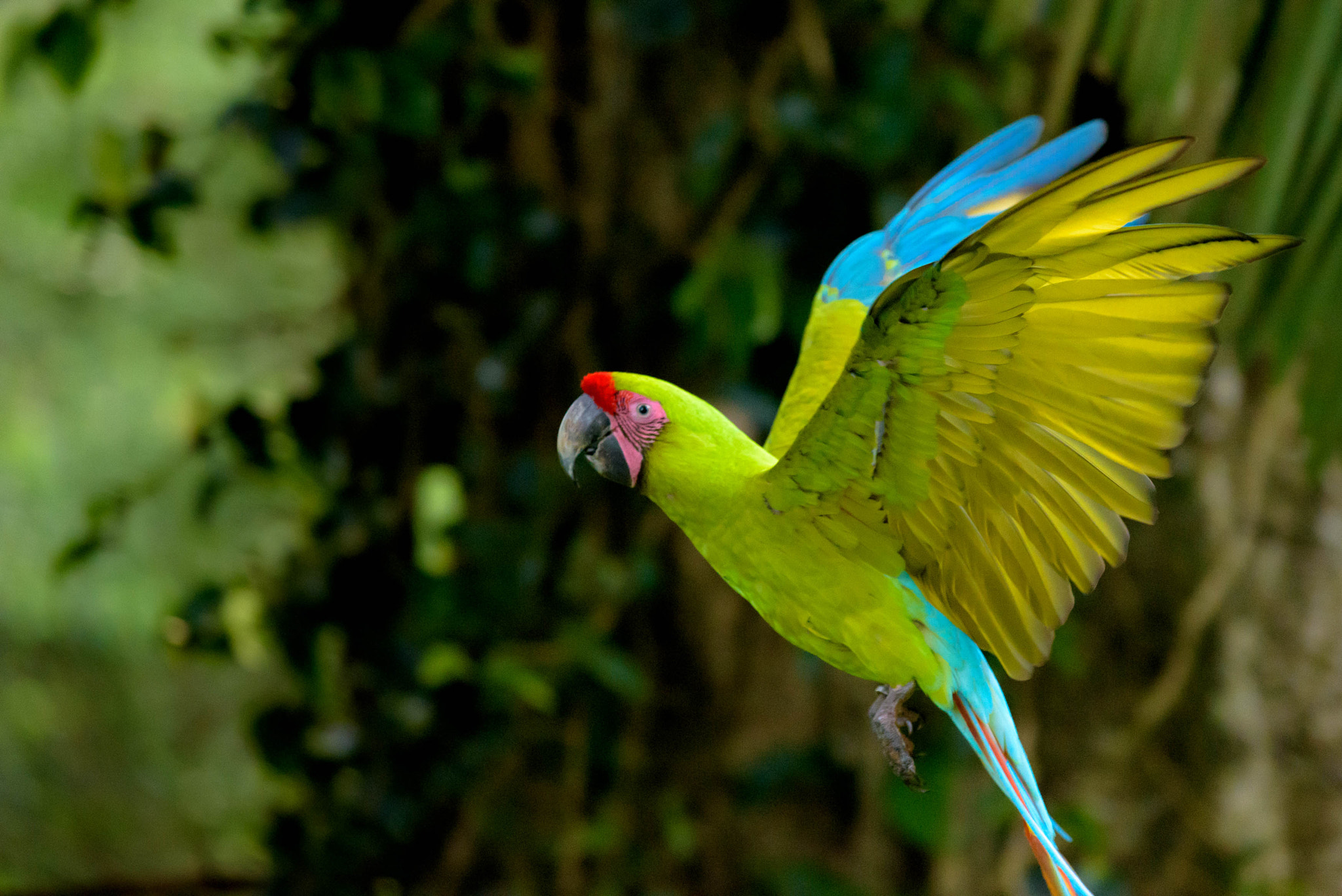 AF-S Zoom-Nikkor 80-200mm f/2.8D IF-ED sample photo. Macaw wingspan photography