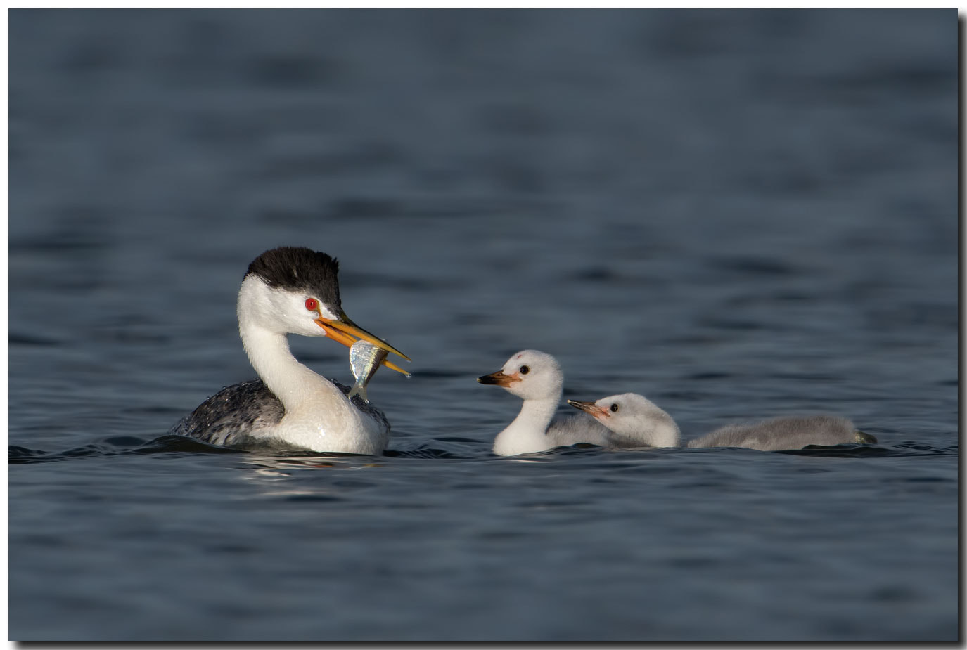 Nikon AF-S Nikkor 600mm F4E FL ED VR sample photo. Dsc photography