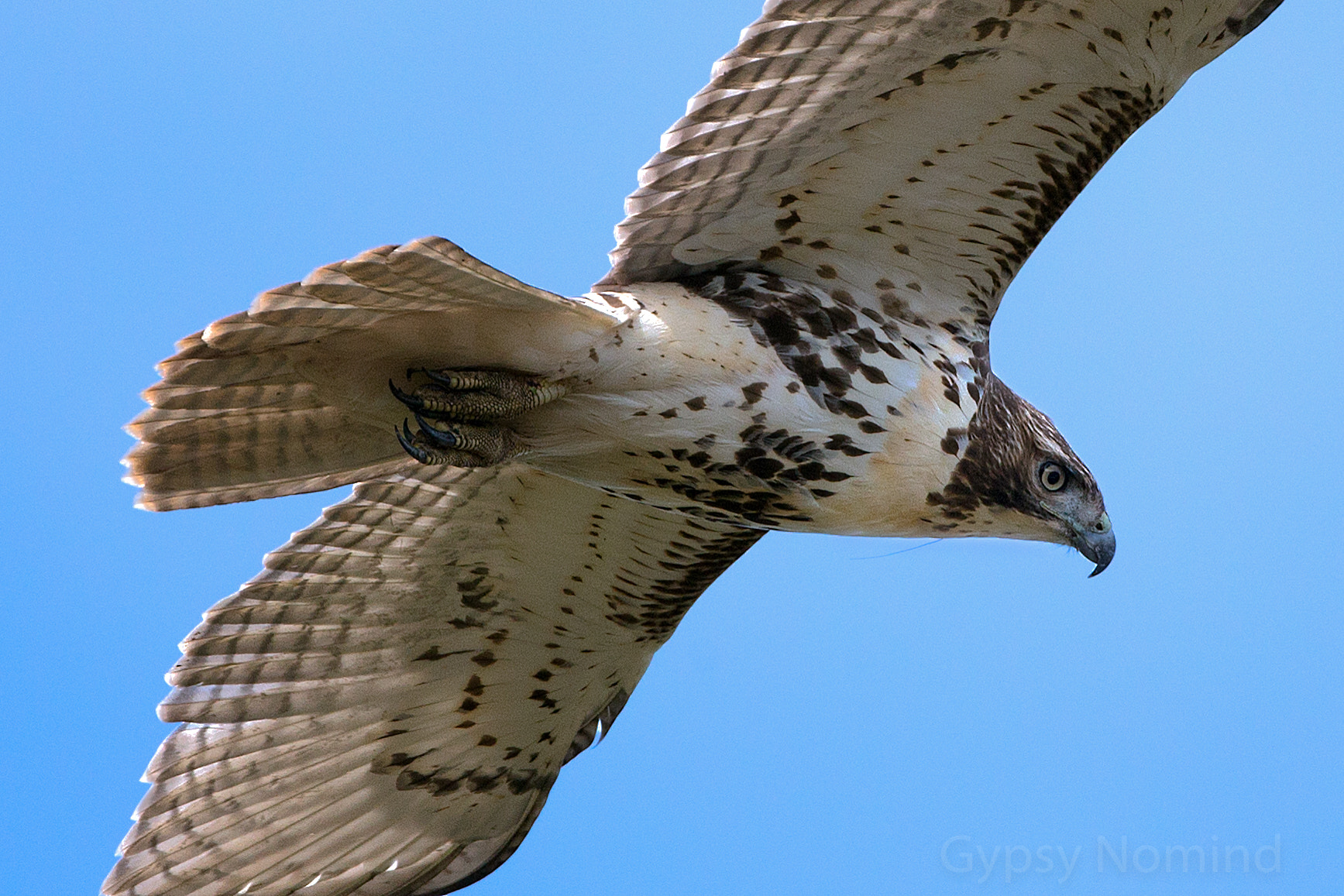 Canon EF 500mm F4L IS USM sample photo. Hawk photography