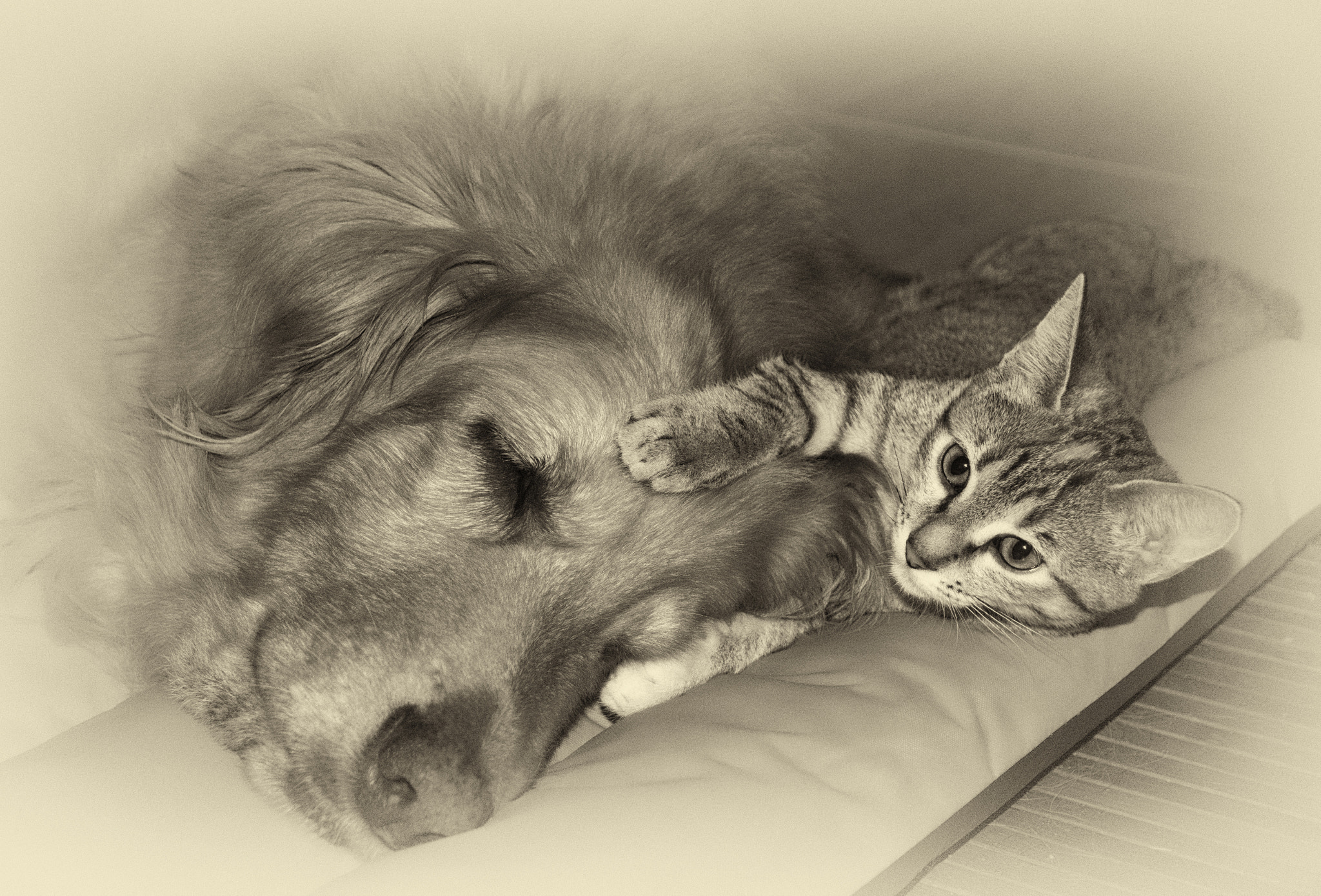 Nikon D7100 sample photo. Furry friends photography