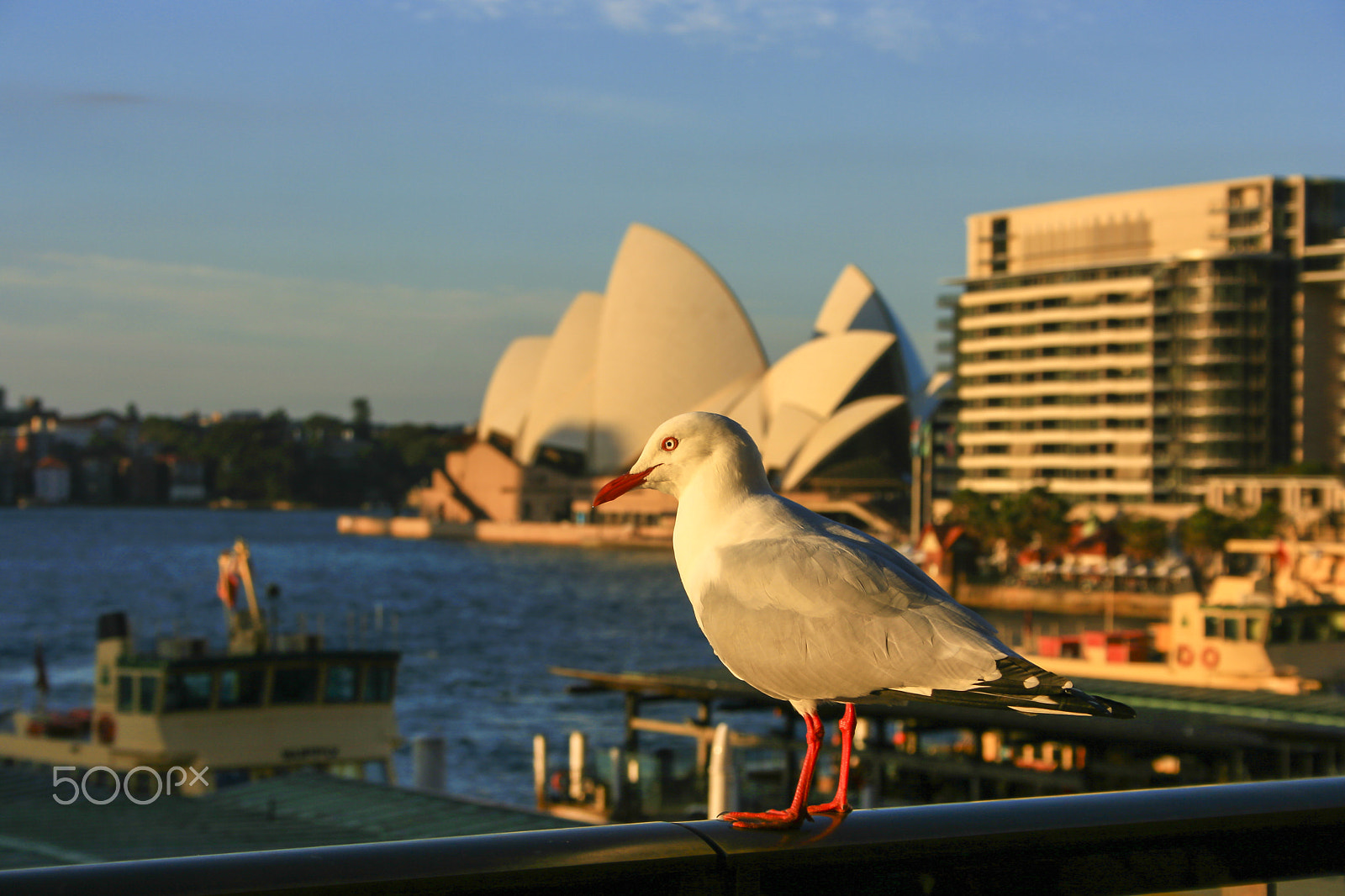 Canon EF-S 18-55mm f/3.5-5.6 USM sample photo. Seagulls and opera house photography
