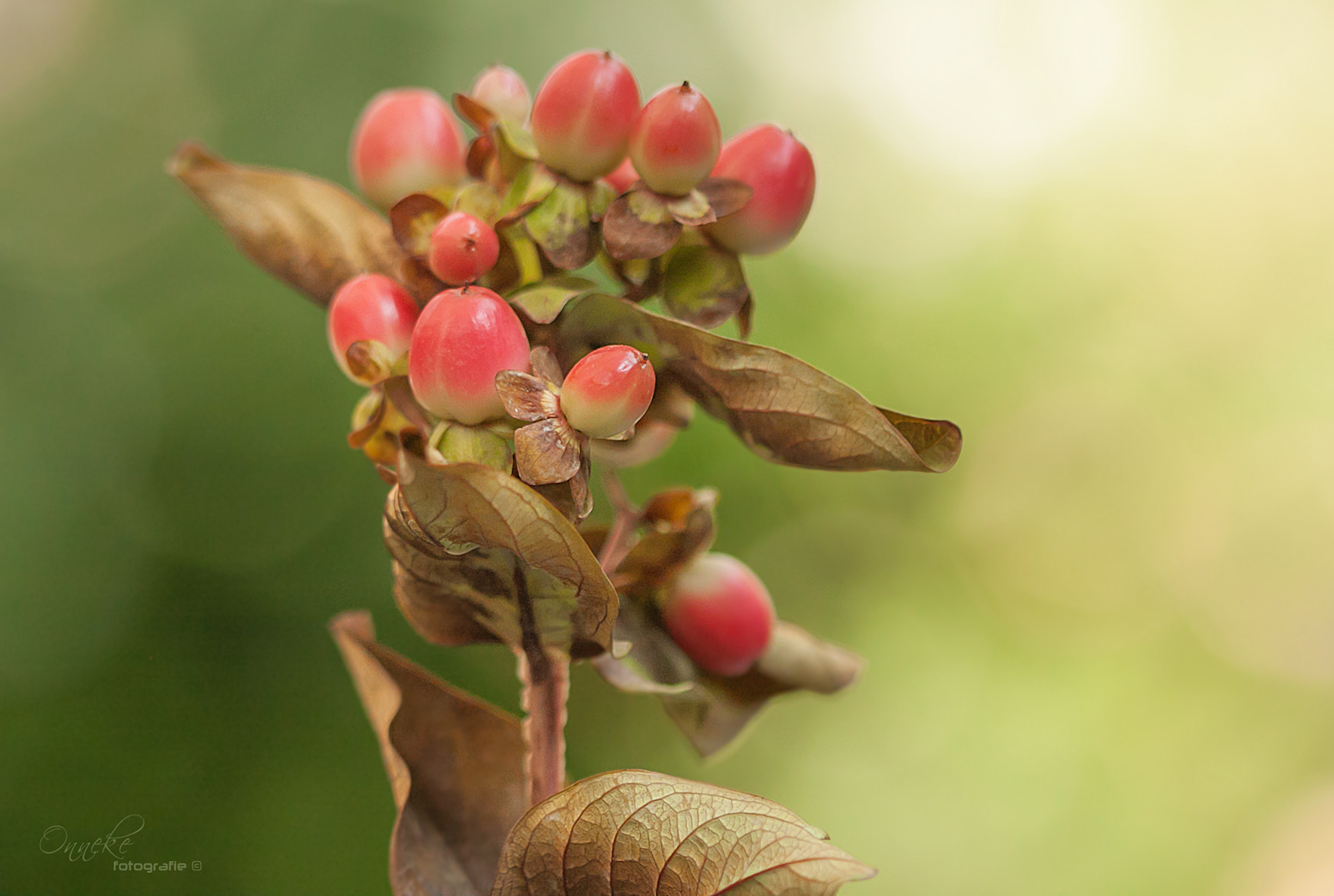 Canon EF 100mm F2.8 Macro USM sample photo. Appeltree photography