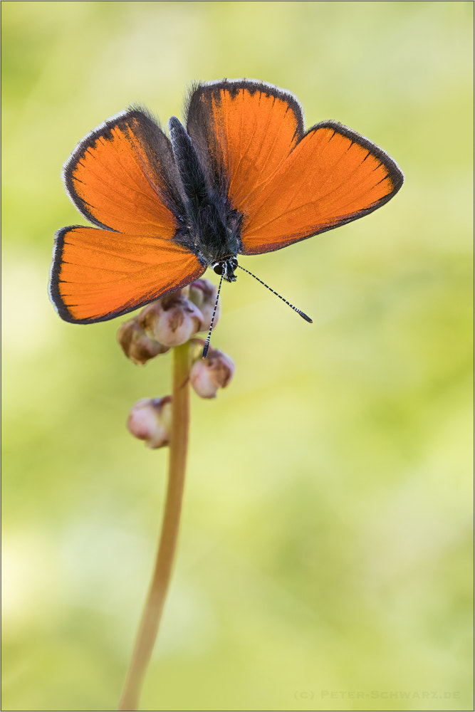 Sigma 150mm f/2.8 EX DG OS HSM APO Macro sample photo. Lycaena hippothoe photography