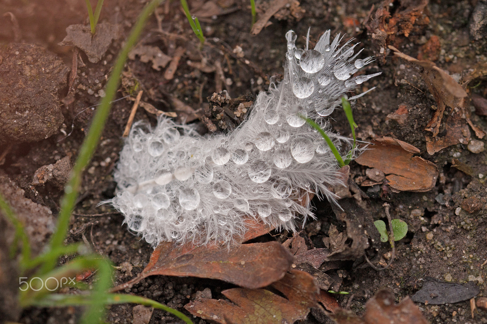 Sigma 105mm F2.8 EX DG OS HSM sample photo. Raindrops on a feather photography