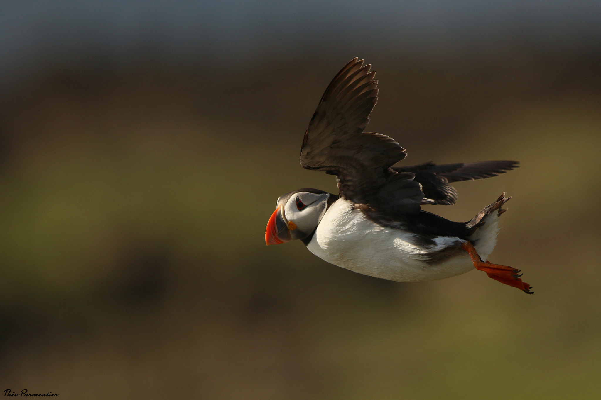 Canon EOS 7D Mark II sample photo. Puffin / macareux moine photography
