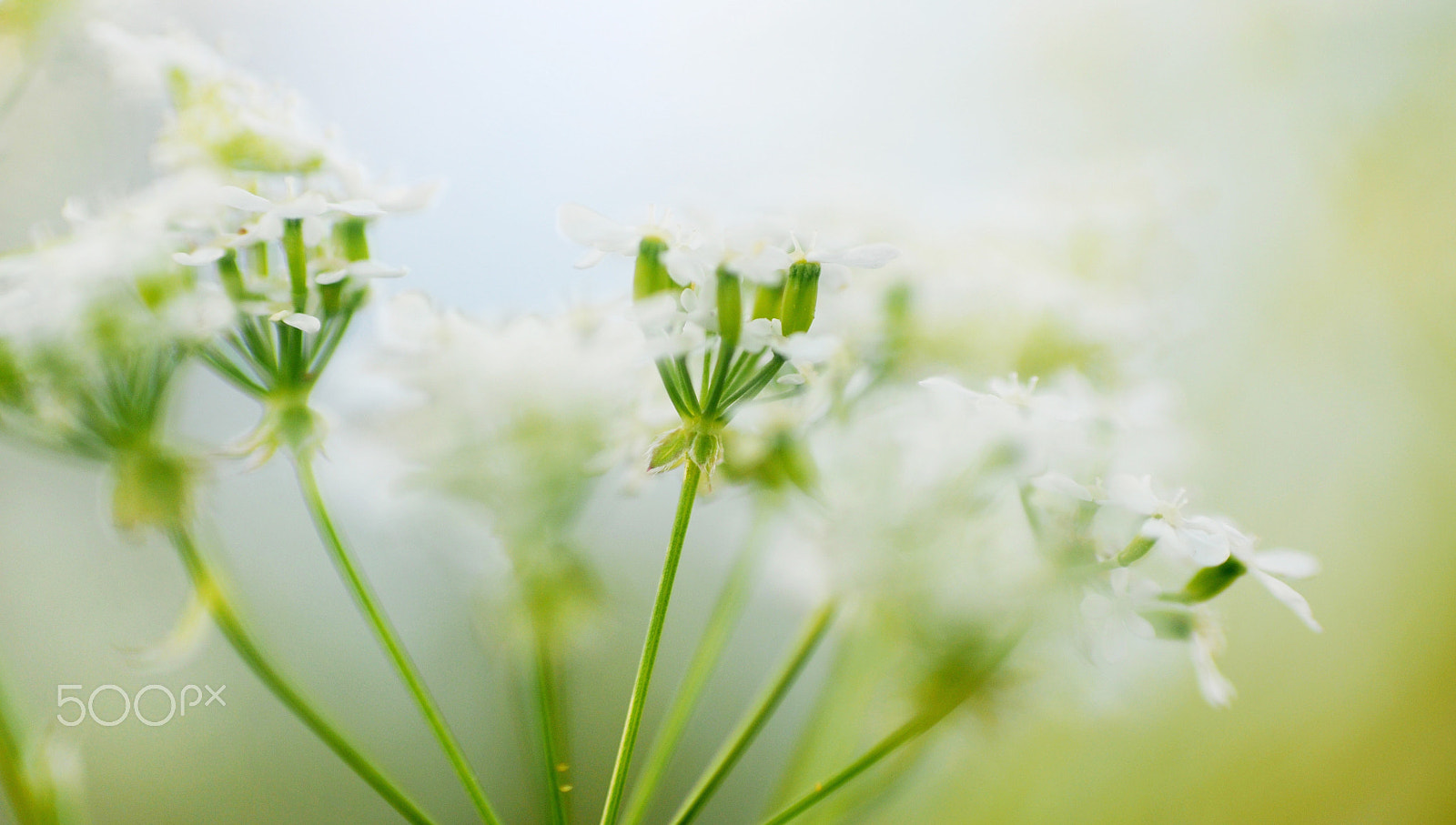 AF Zoom-Nikkor 35-70mm f/2.8D sample photo. Summer breeze photography