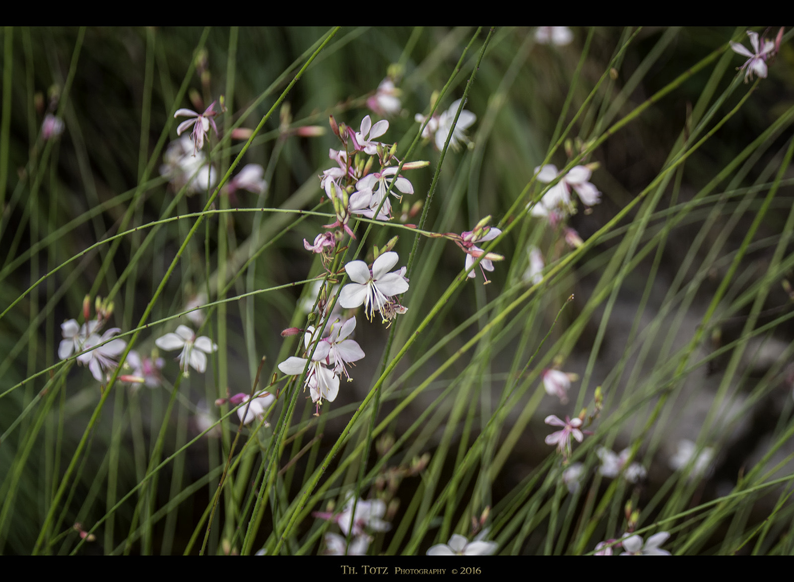 LUMIX G VARIO 45-150/F4.0-5.6 sample photo. Little blossoms photography