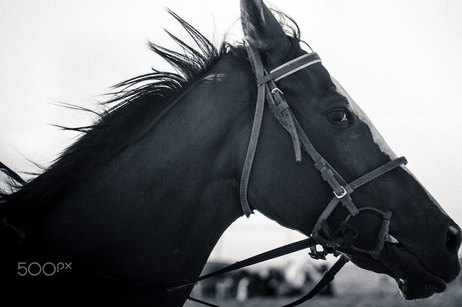 Sony SLT-A57 + Sigma 70-300mm F4-5.6 DL Macro sample photo. Horse photography