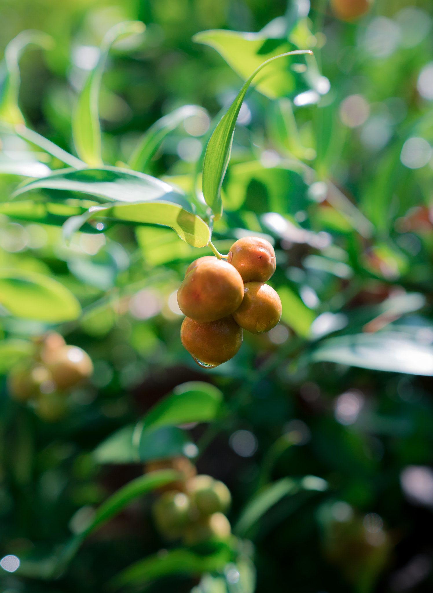 Sony a6300 + 18-35mm F1.8 DC HSM | Art 013 sample photo. Juicy photography