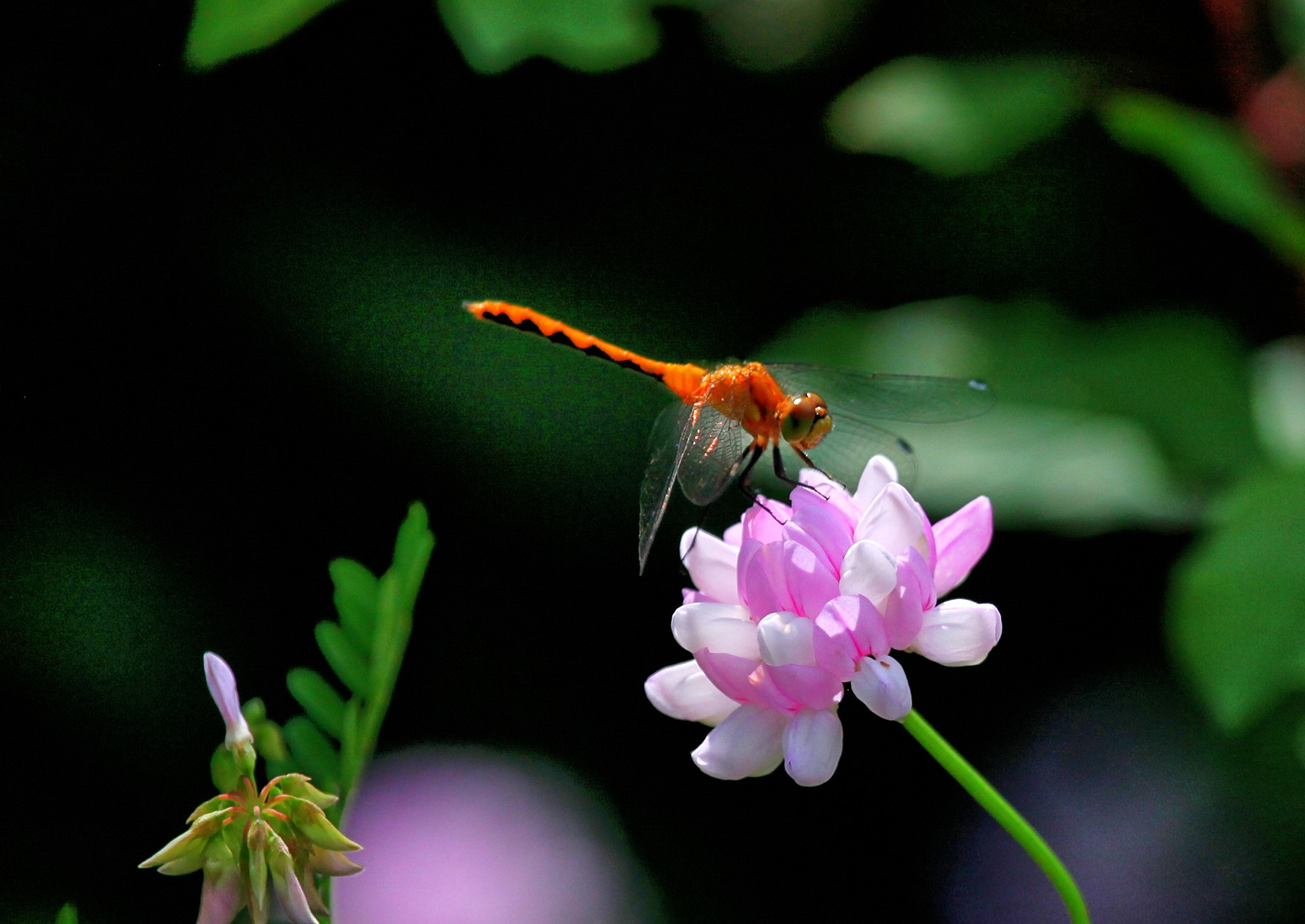Canon EF 100-400mm F4.5-5.6L IS USM sample photo. Dragonfly photography