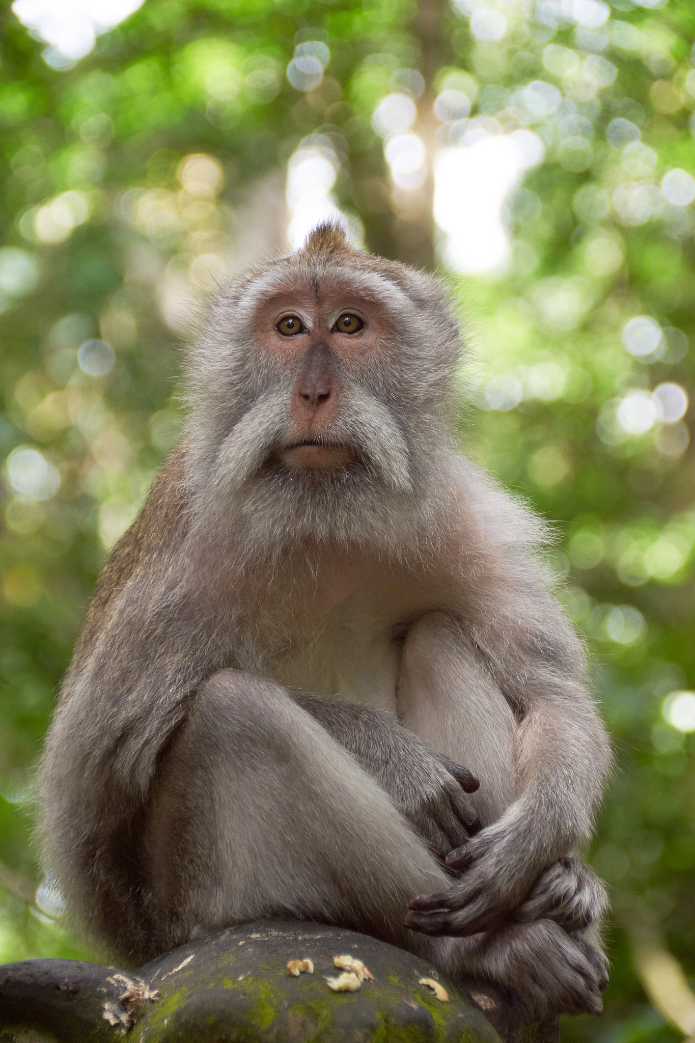 Sony SLT-A68 + DT 18-300mm F3.5-6.3 sample photo. Monkey wisdom photography