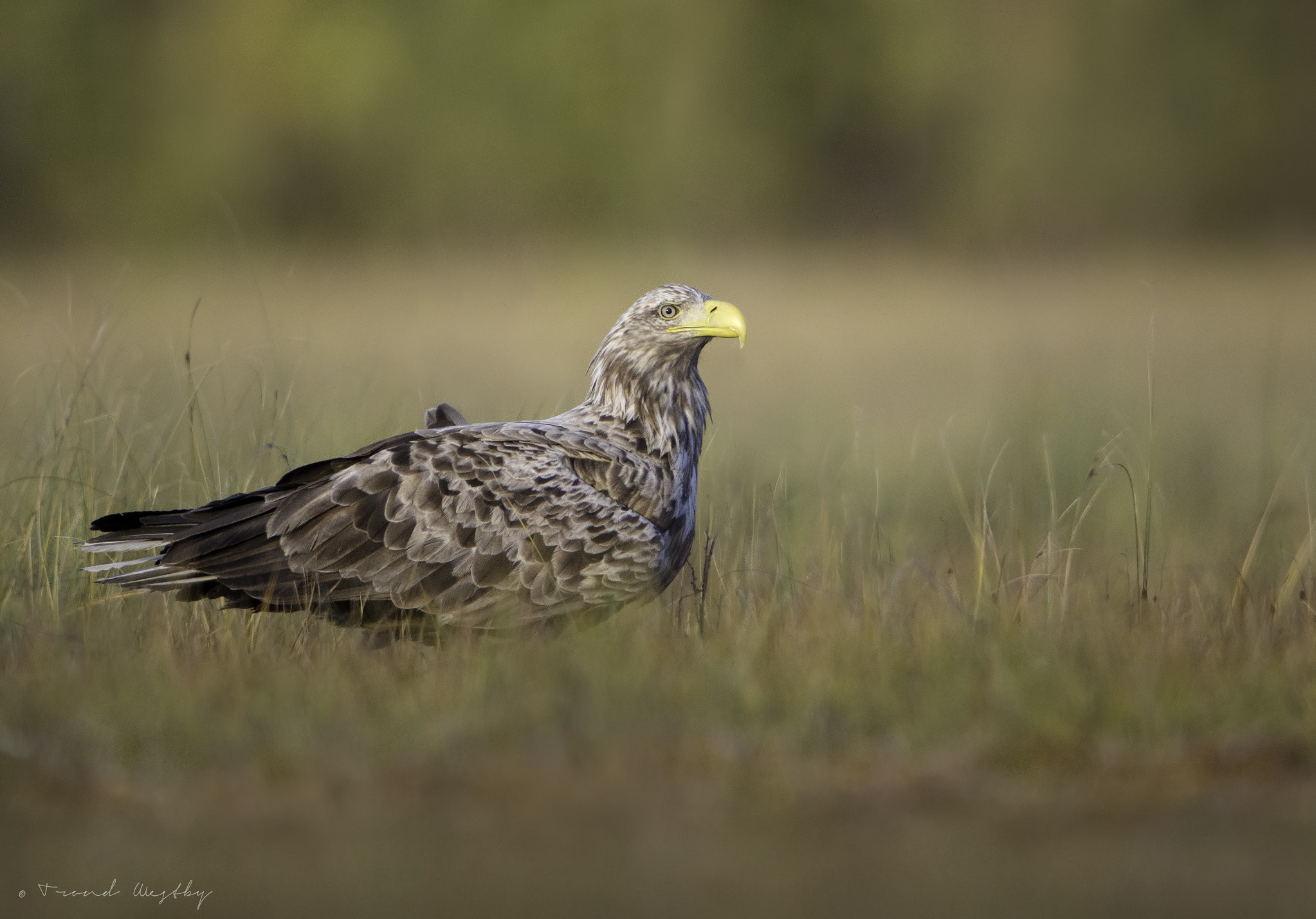 Nikon D7100 sample photo. White-tailed eagle photography