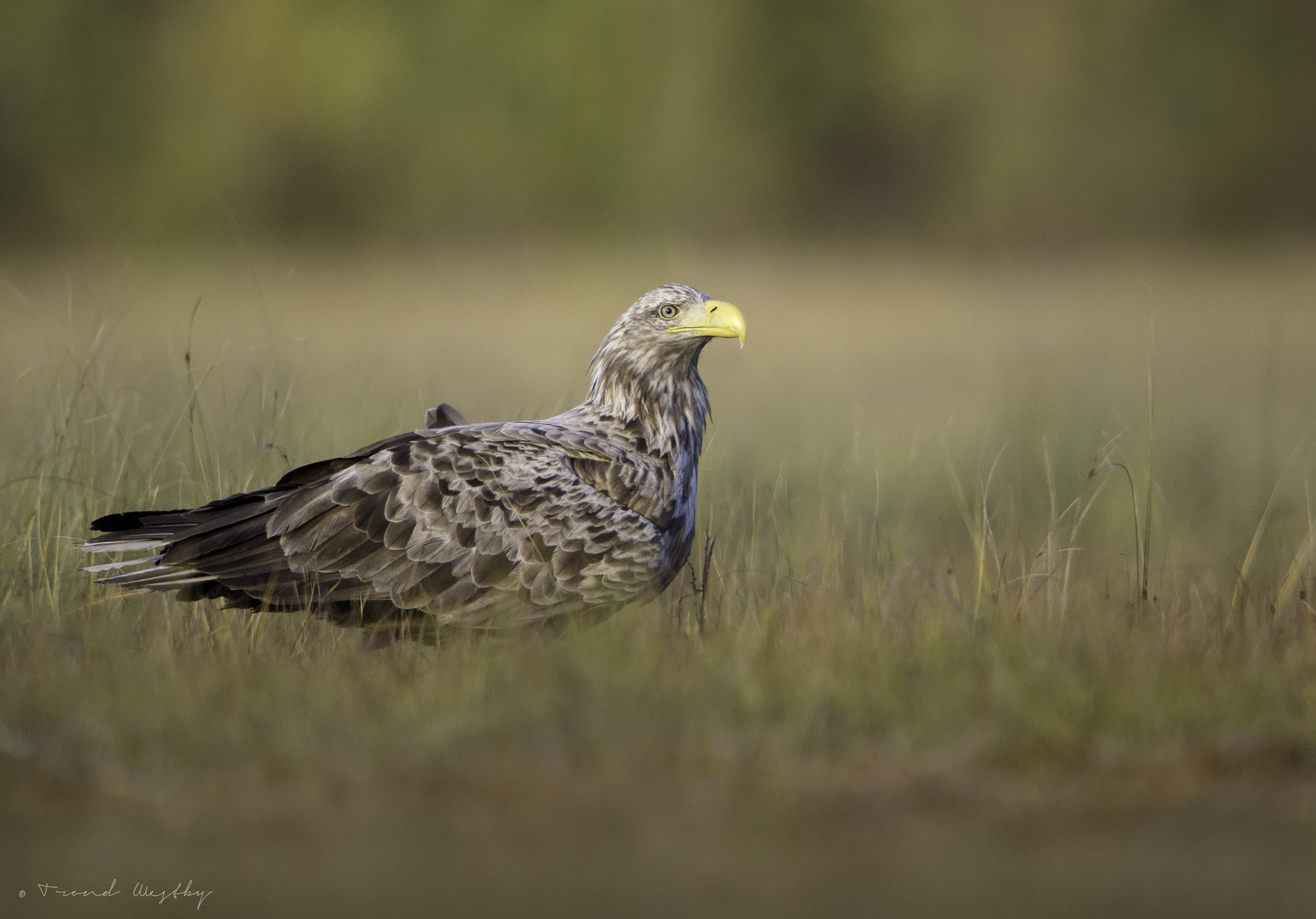 Nikon AF-S Nikkor 600mm F4G ED VR sample photo. White-tailed eagle photography