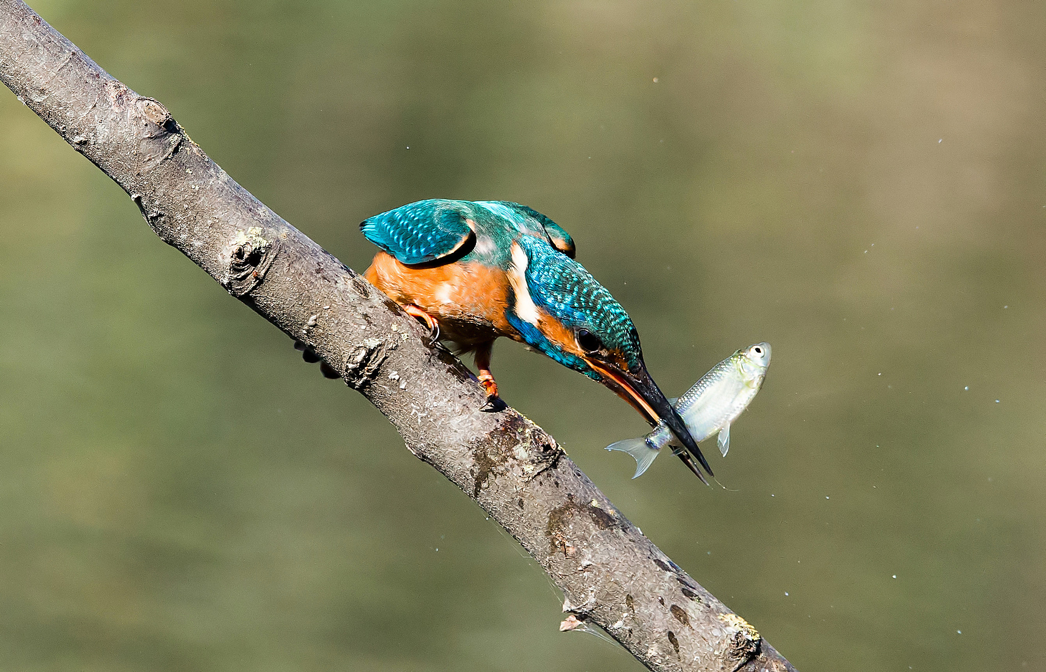 150-600mm F5-6.3 DG OS HSM | Sports 014 sample photo. Marino fish! photography