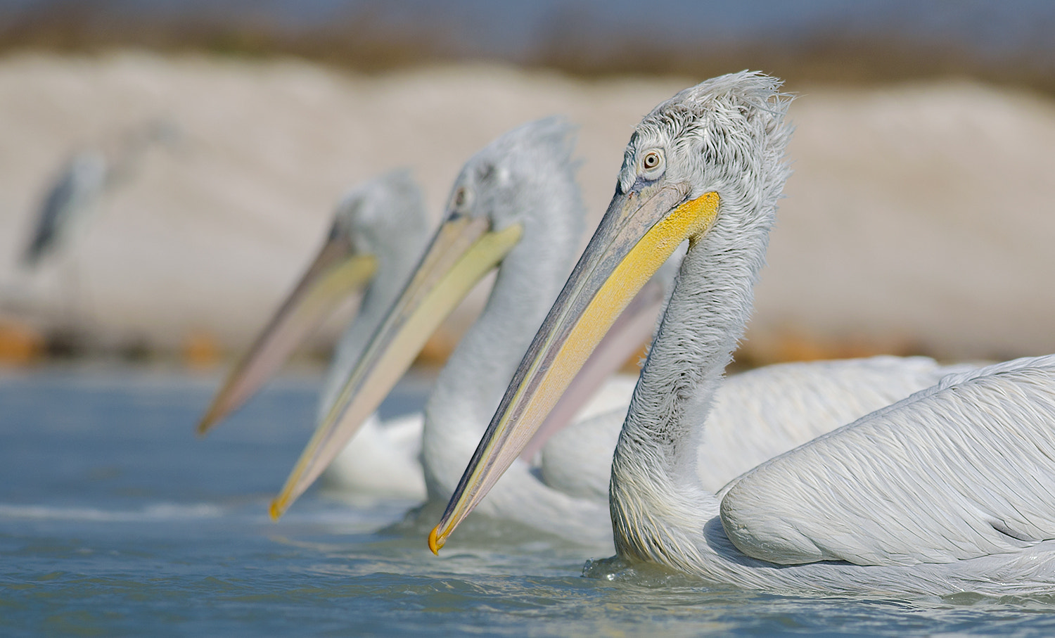 Nikon D5100 + Nikon AF-S Nikkor 300mm F4D ED-IF sample photo. Dalmatian pelican photography