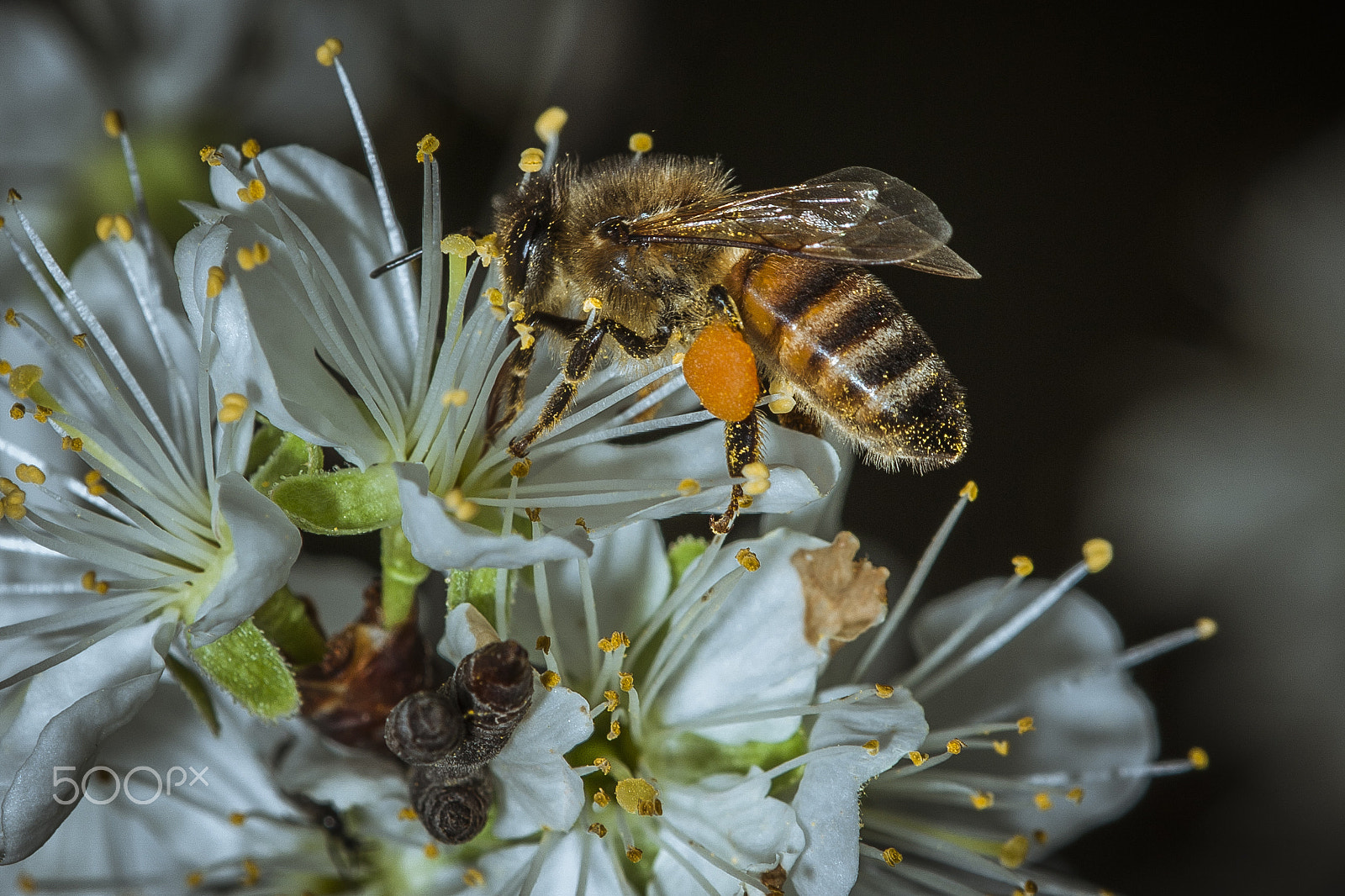 Tamron SP AF 180mm F3.5 Di LD (IF) Macro sample photo. Bee at work photography