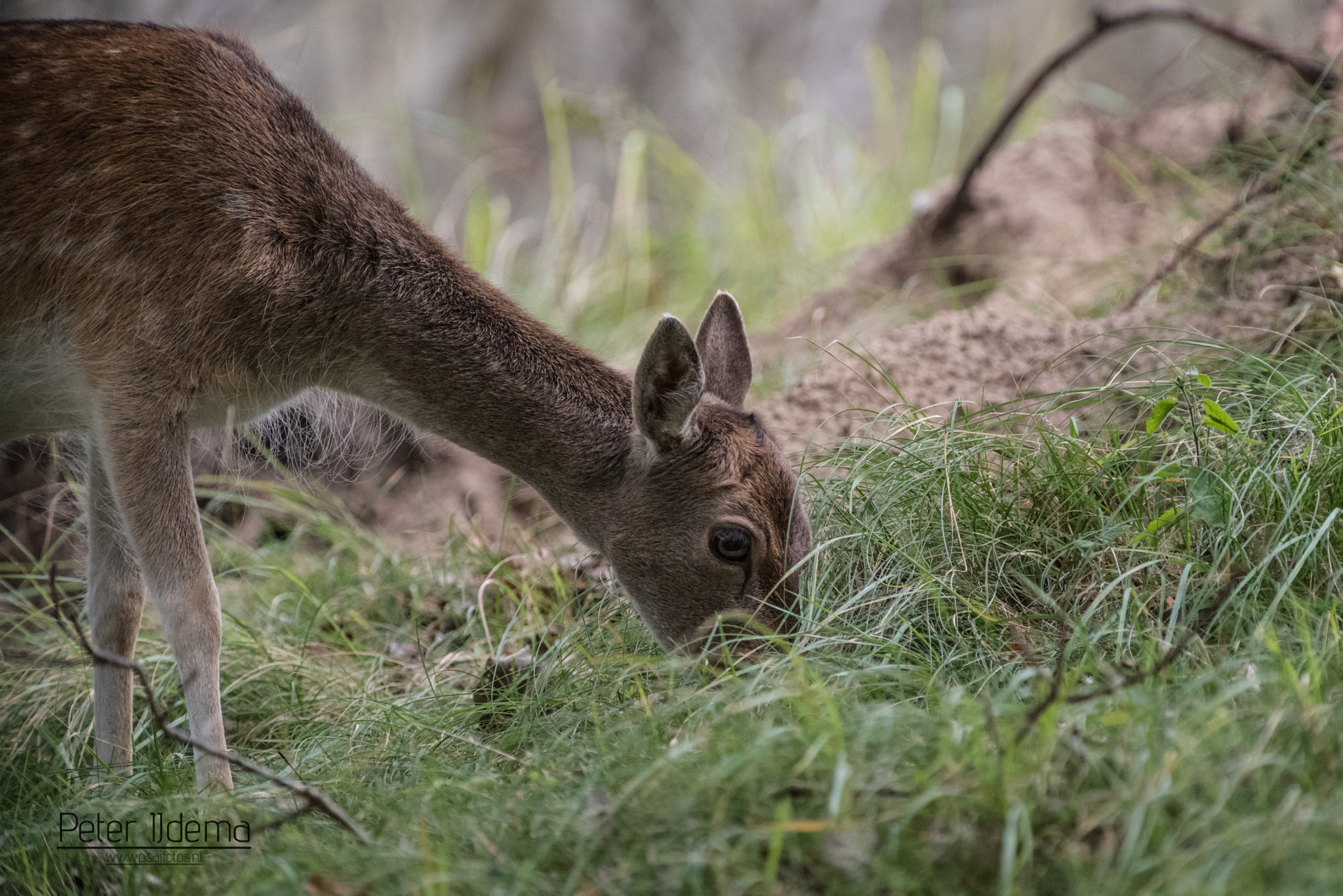 Pentax K-1 sample photo. Fallow deer - doe photography