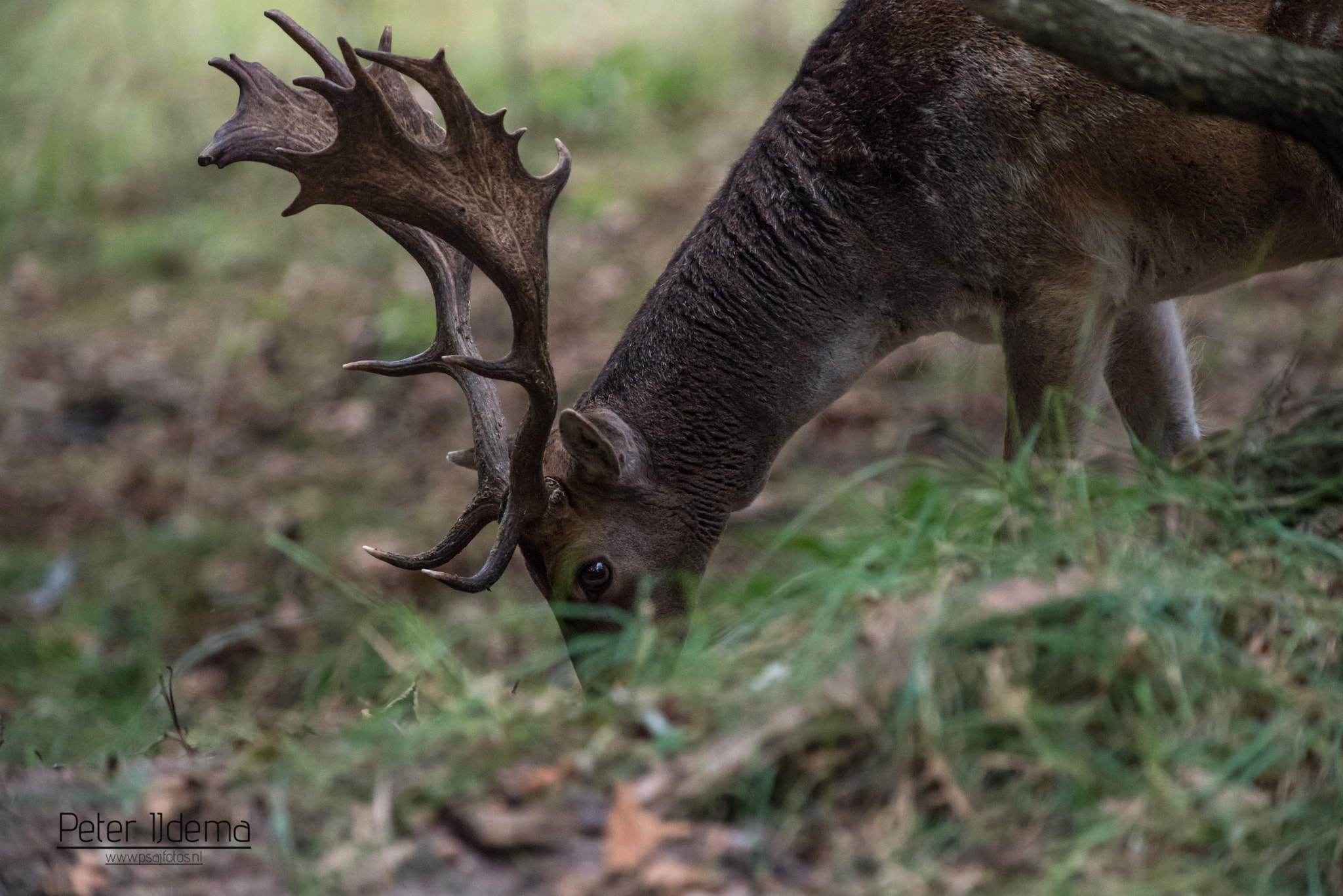 Pentax smc DA* 300mm F4.0 ED (IF) SDM sample photo. Fallow deer - buck photography