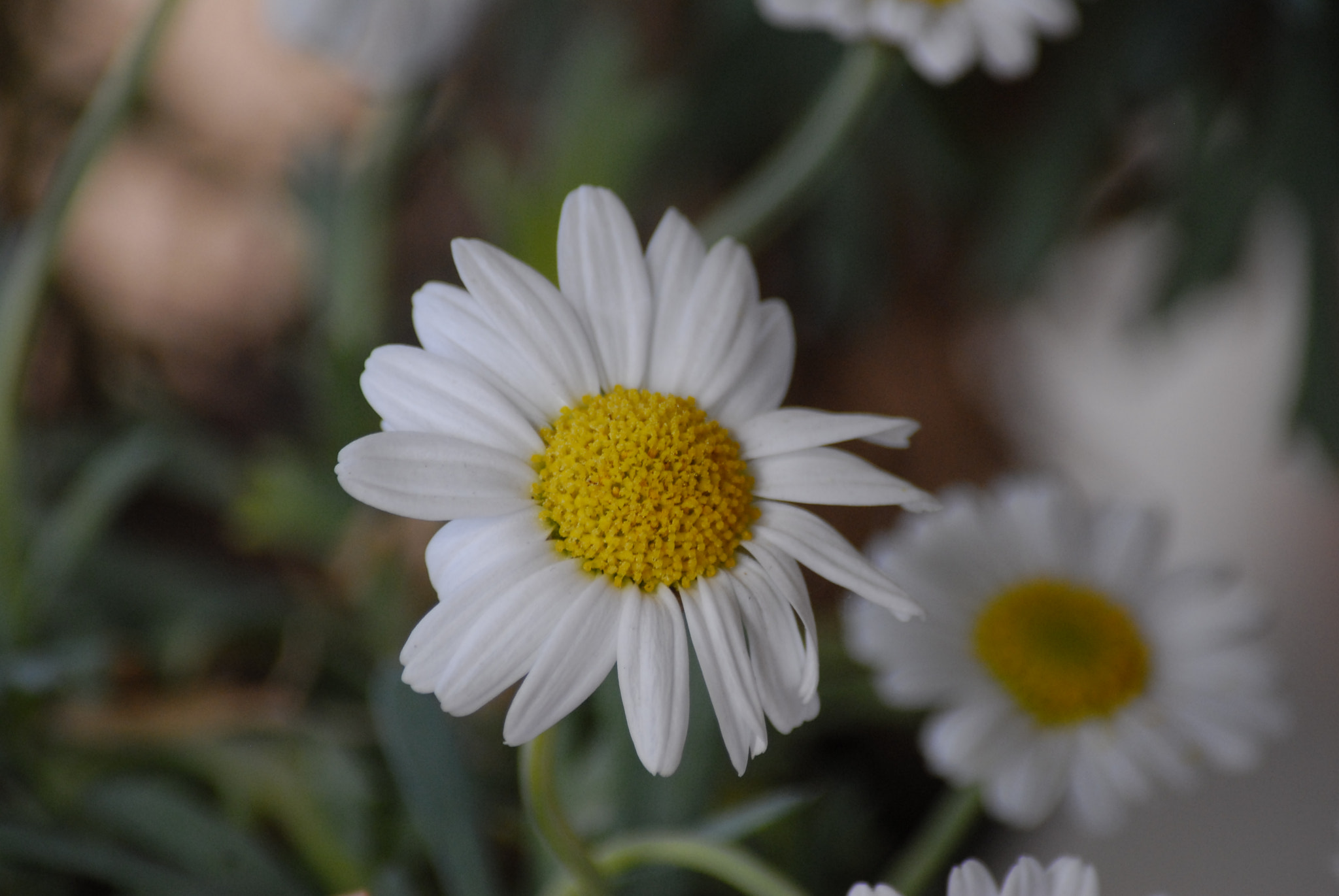 Nikon D200 sample photo. Le ultime.... photography