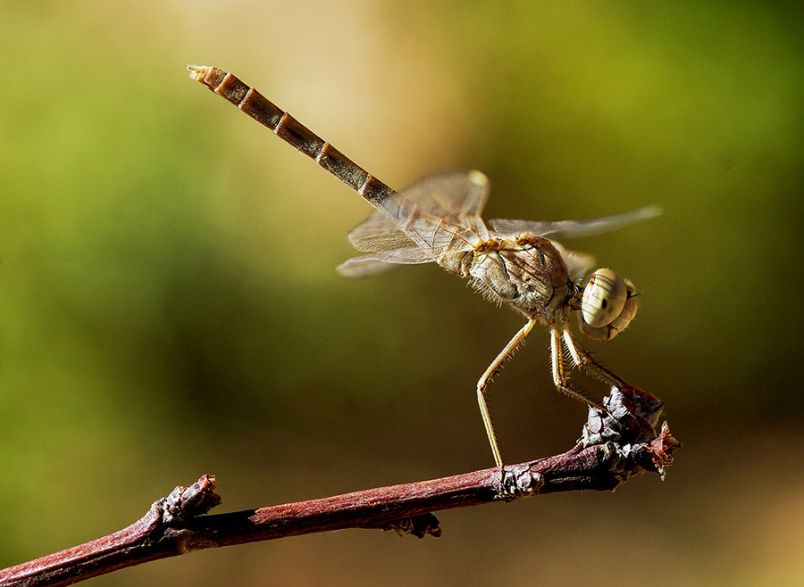 Pentax K20D + smc PENTAX-FA Macro 100mm F2.8 sample photo. Dragon fly photography