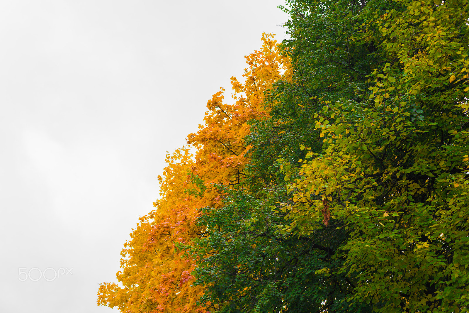 Sony a7R II + Sony 50mm F1.4 sample photo. Autumn flag photography