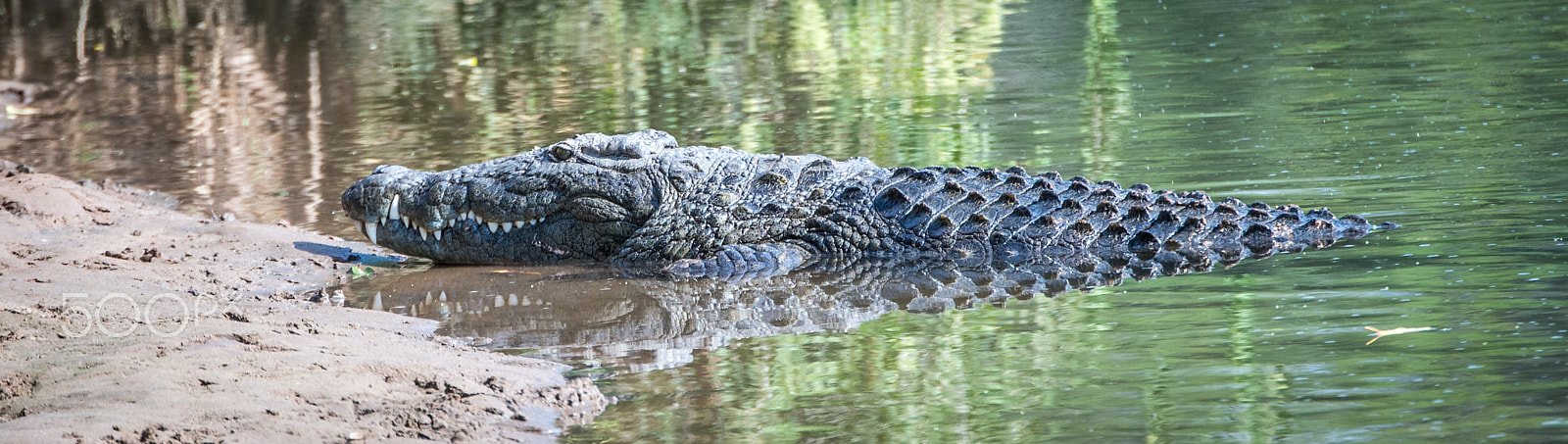 Nikon D600 sample photo. Croc photography