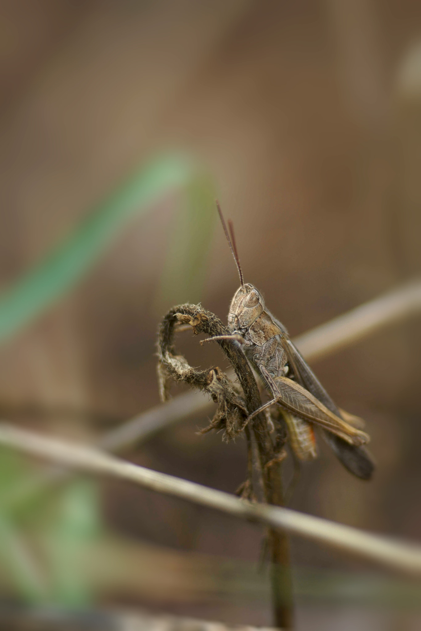 Sony a6000 + Tamron SP AF 90mm F2.8 Di Macro sample photo. Saltamontes común photography