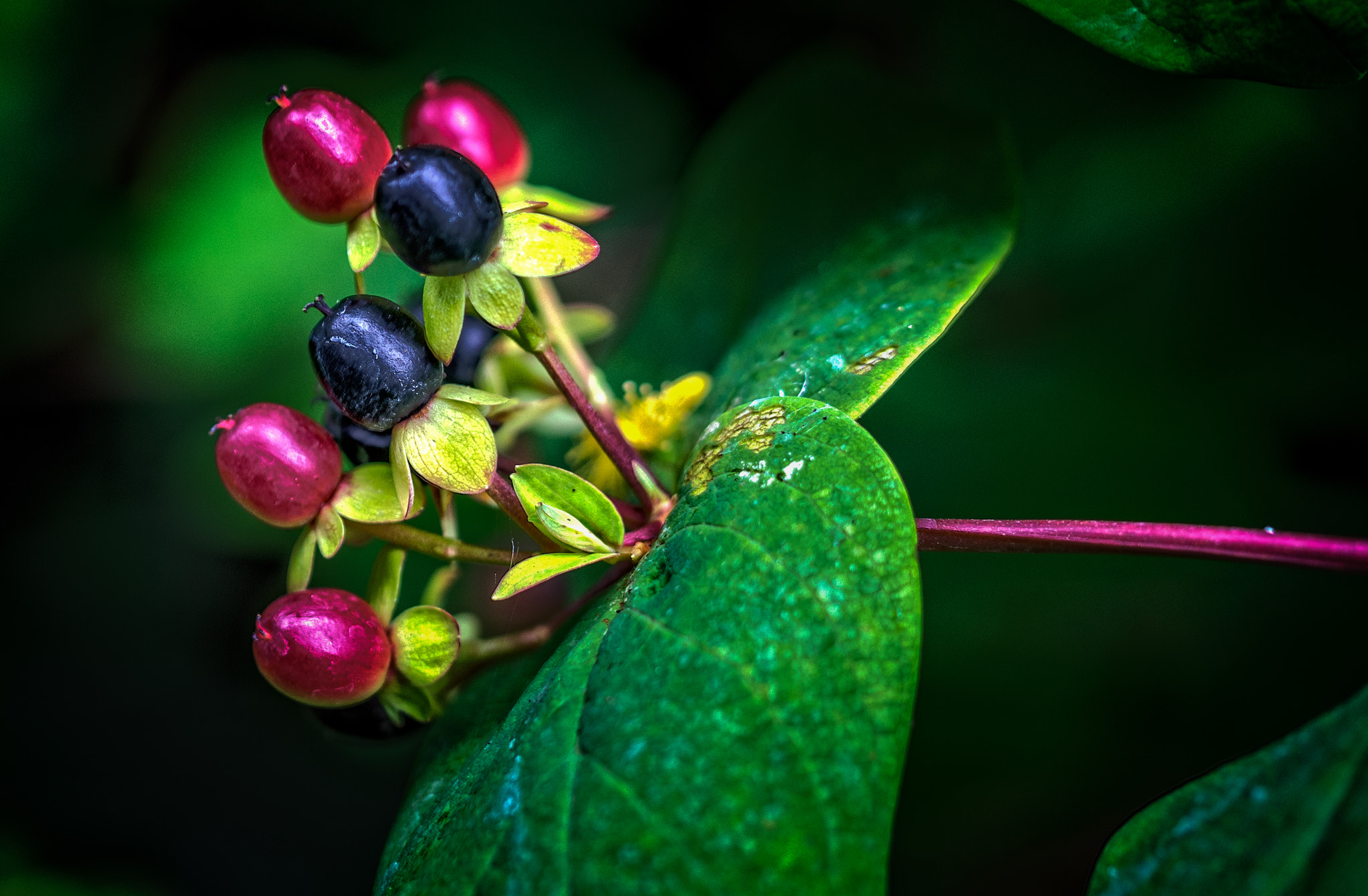 Nikon D600 sample photo. Colorful berries photography