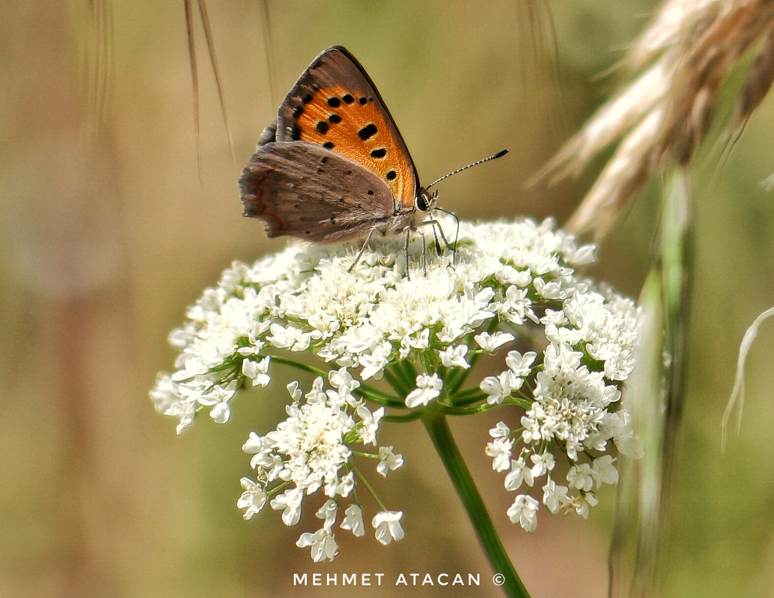 NX 60mm F2.8 Macro sample photo. Butterfly  photography