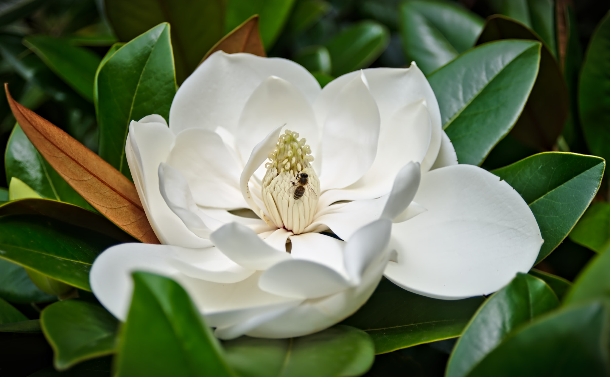 AF Zoom-Nikkor 28-80mm f/3.3-5.6G sample photo. Busy bee photography