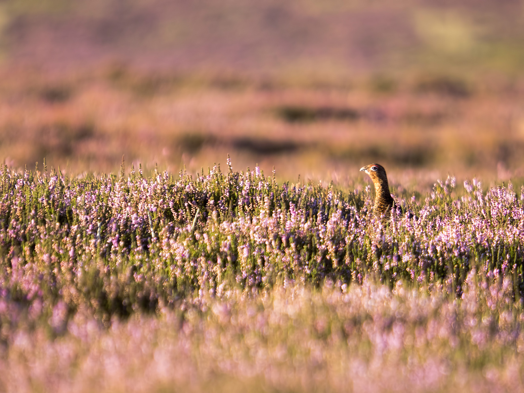 Olympus OM-D E-M5 II + SIGMA 50-500mm F4-6.3 DG HSM sample photo. Red & pink photography