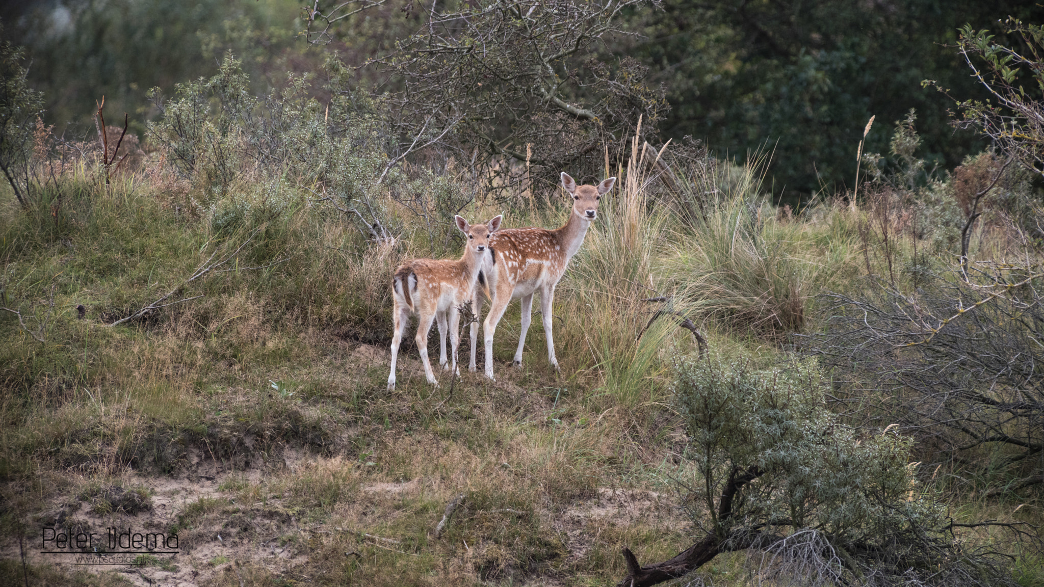 Pentax K-1 sample photo. Fallow deer - doe photography