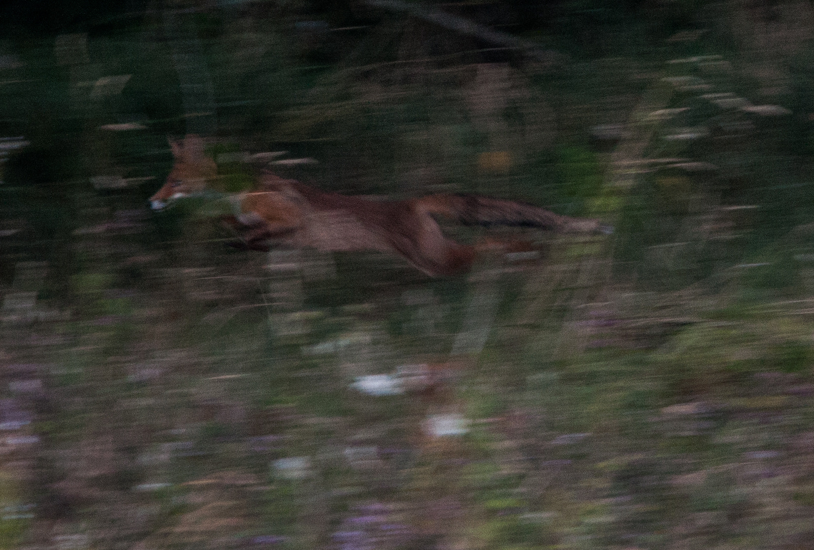 Sigma 150-500mm F5-6.3 DG OS HSM sample photo. Running photography