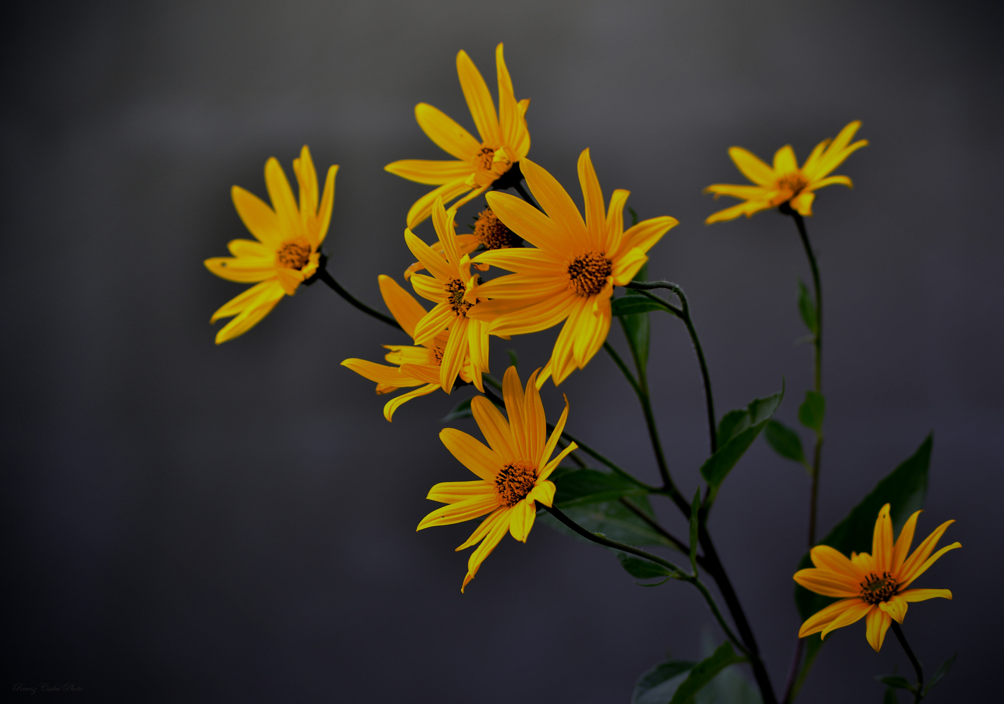 Nikon D7000 sample photo. Simple flower photography