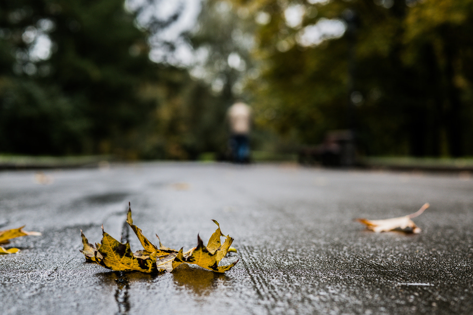 Sony a7R II + Sony 50mm F1.4 sample photo. Gnarly autumn portrait photography